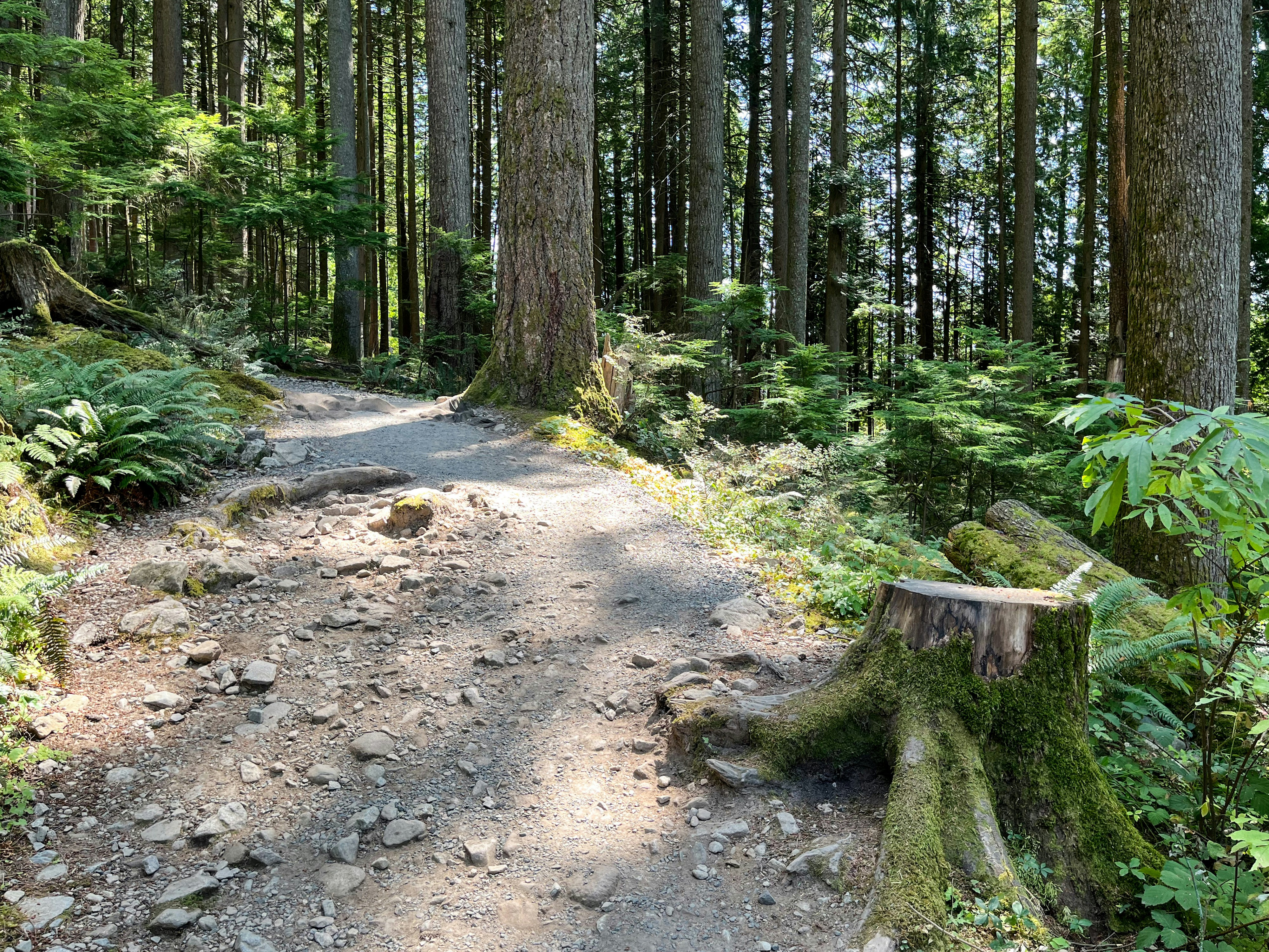 A dirt hiking trail winding through a dense forest with tall evergreen trees