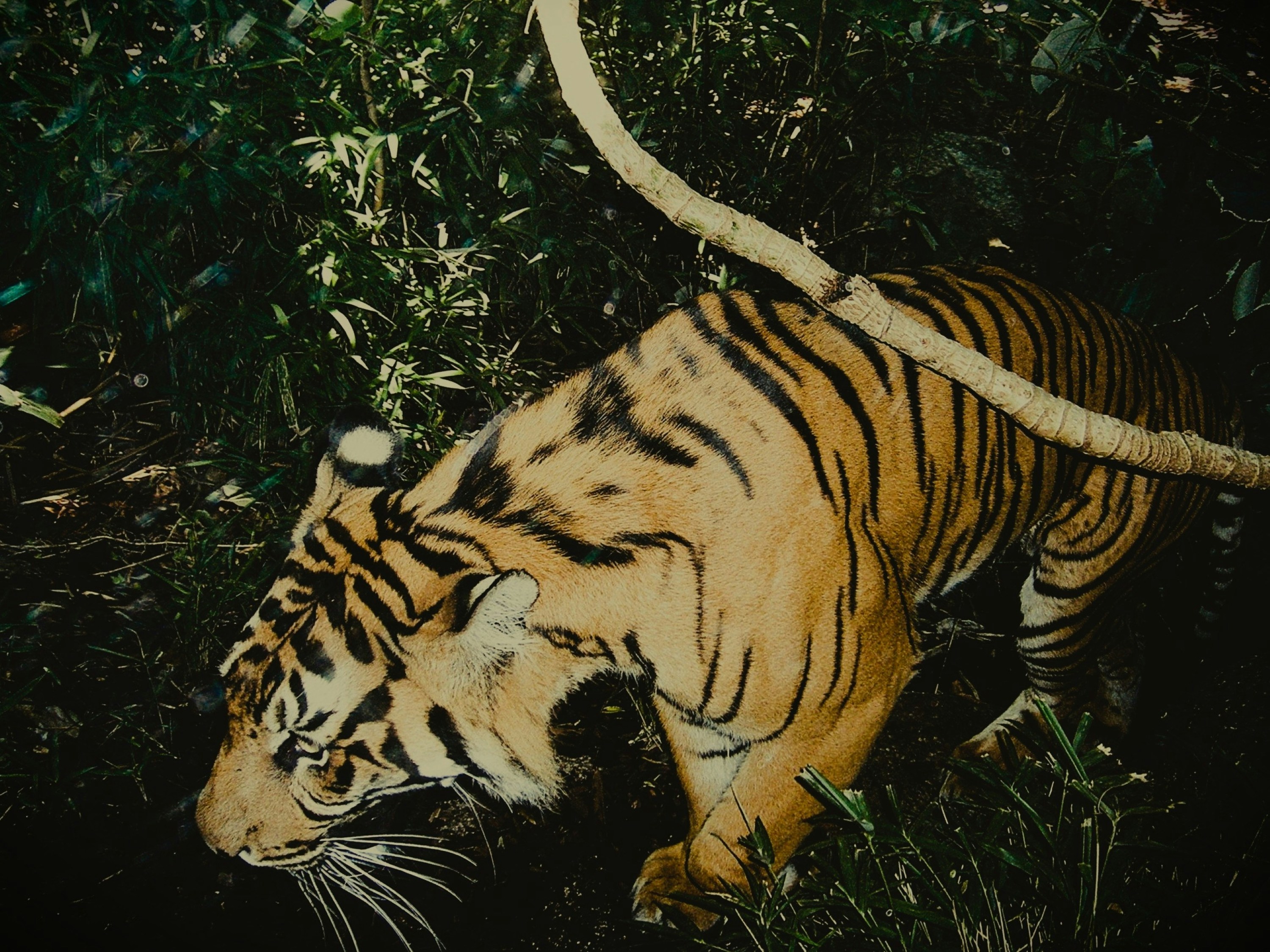 A tiger walking through dense green foliage in a forest