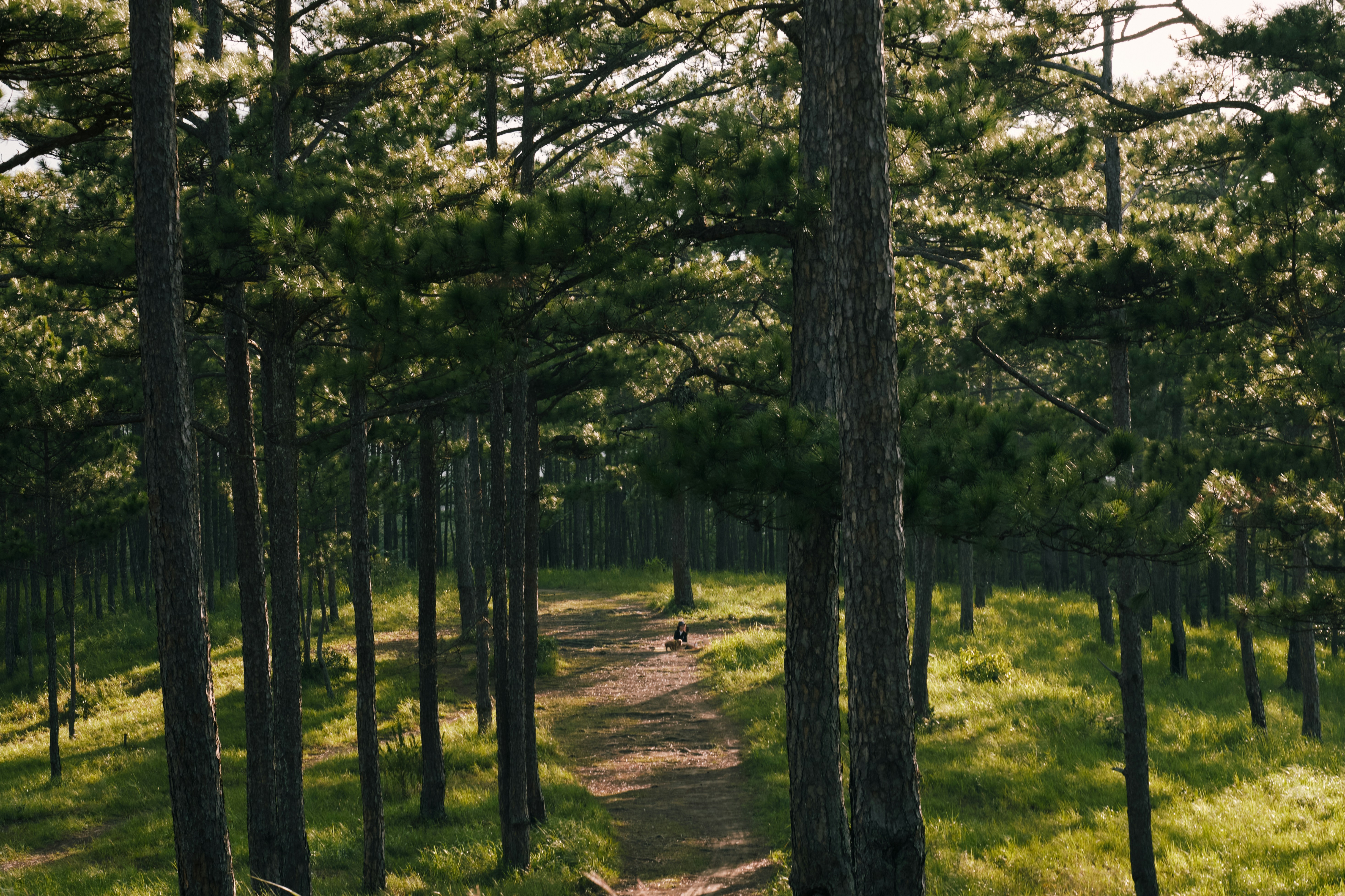 Forêt domaniale du Gâvre — Le Gâvre