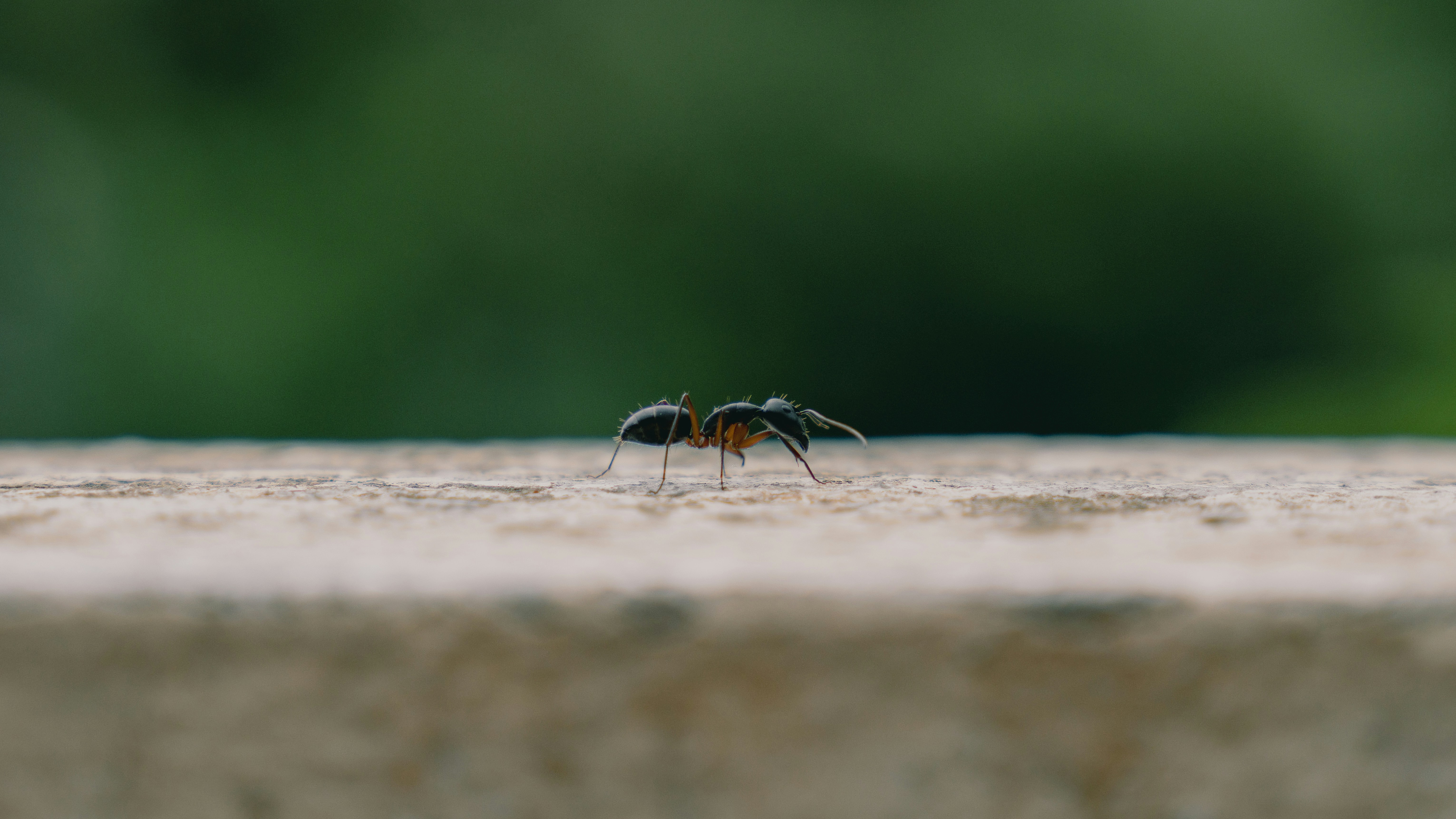 A black ant with orange legs on a textured stone surface