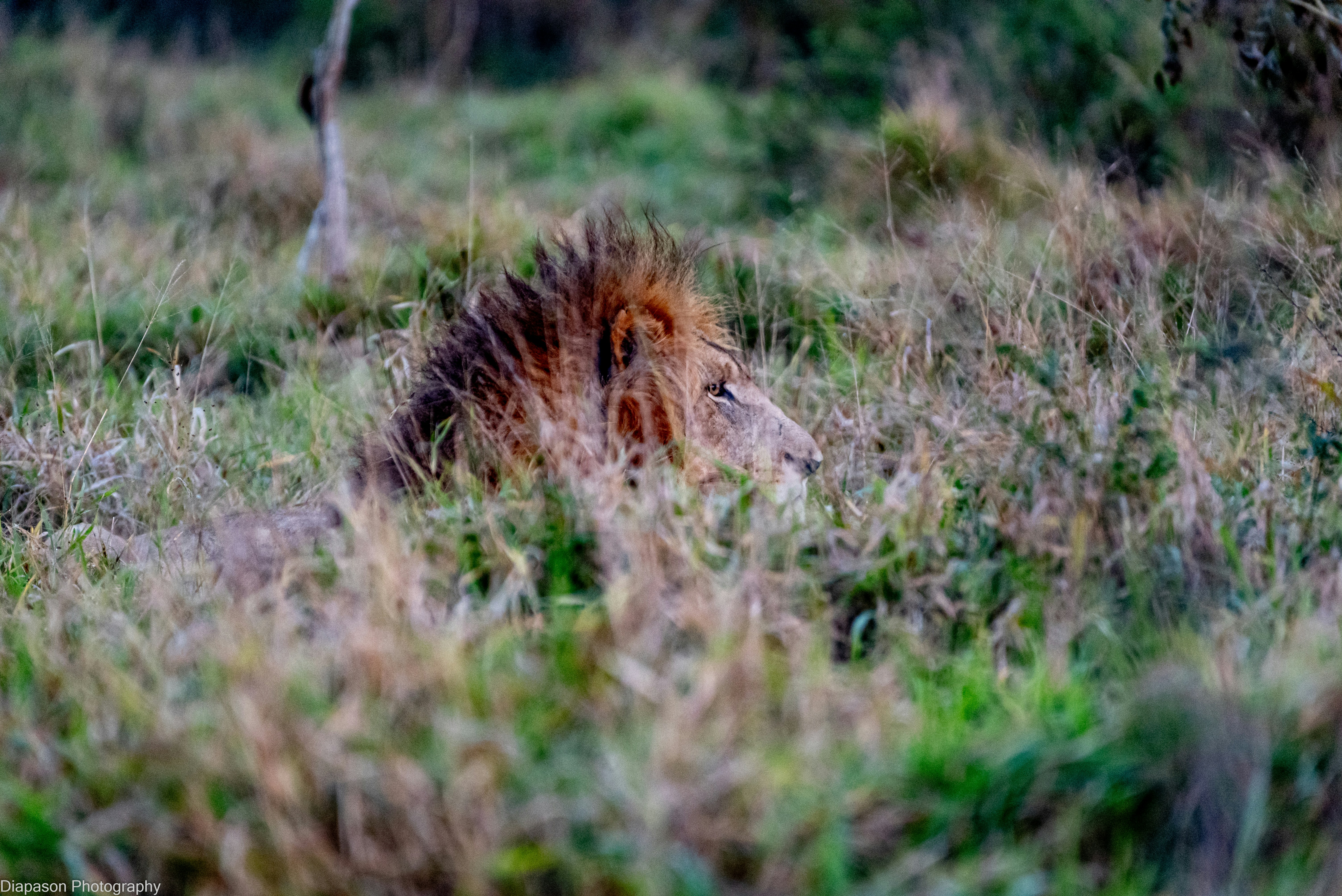 A male lion with a thick mane resting in tall dry grass