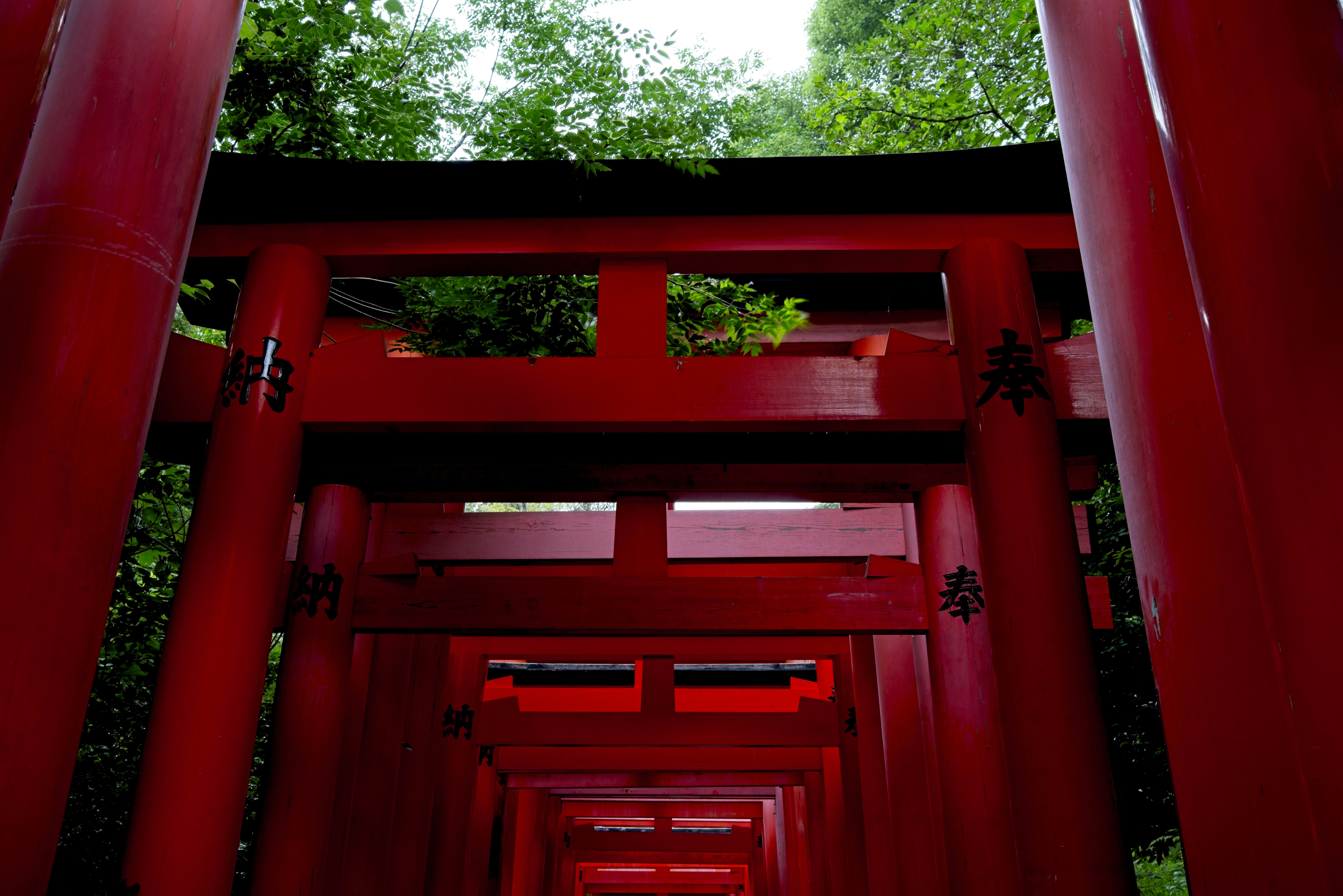 Una serie de torii rojos formando un camino a través de un bosque verde y frondoso.
