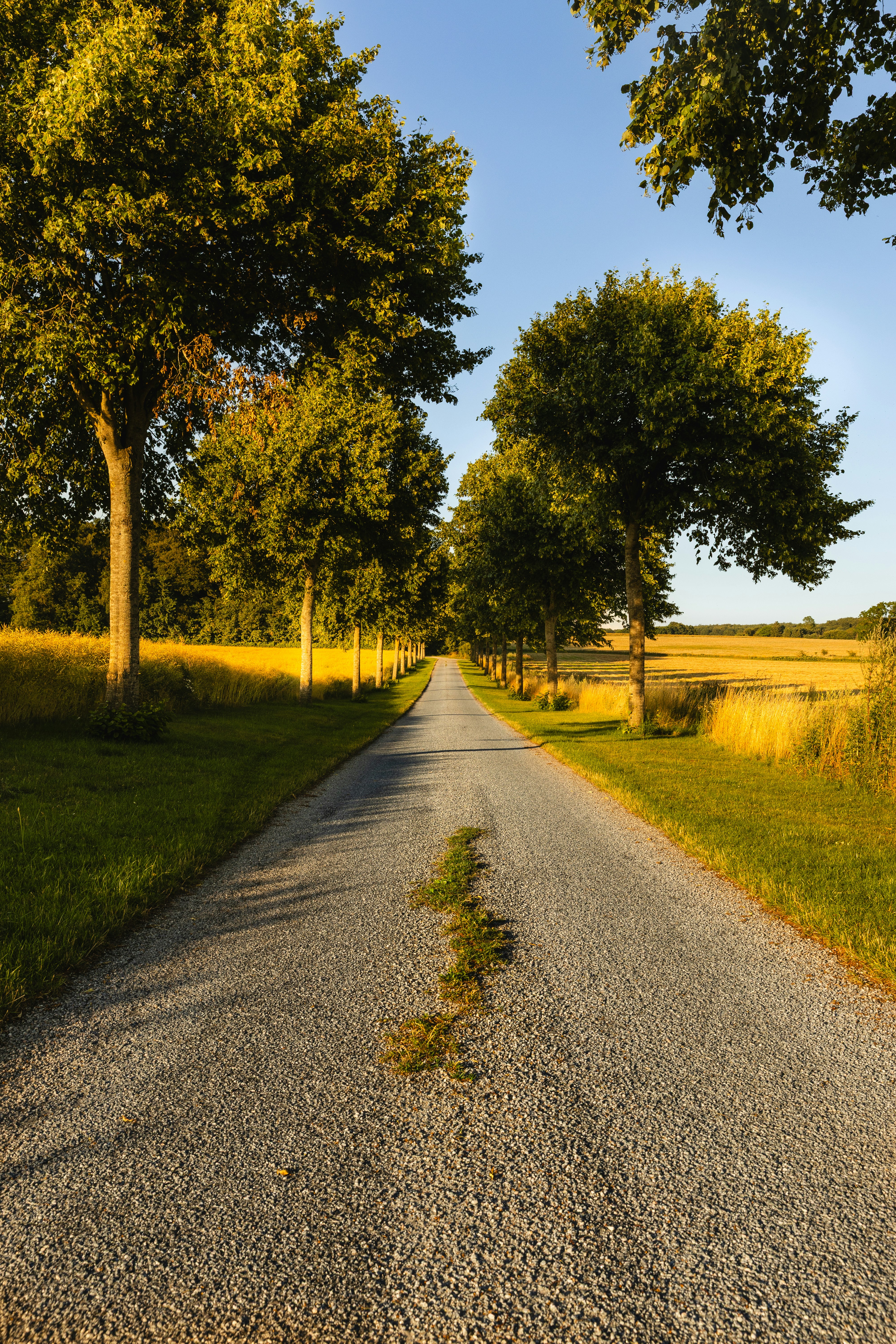 Eine schmale Landstraße, gesäumt von Bäumen zwischen goldenen Feldern im warmen Licht