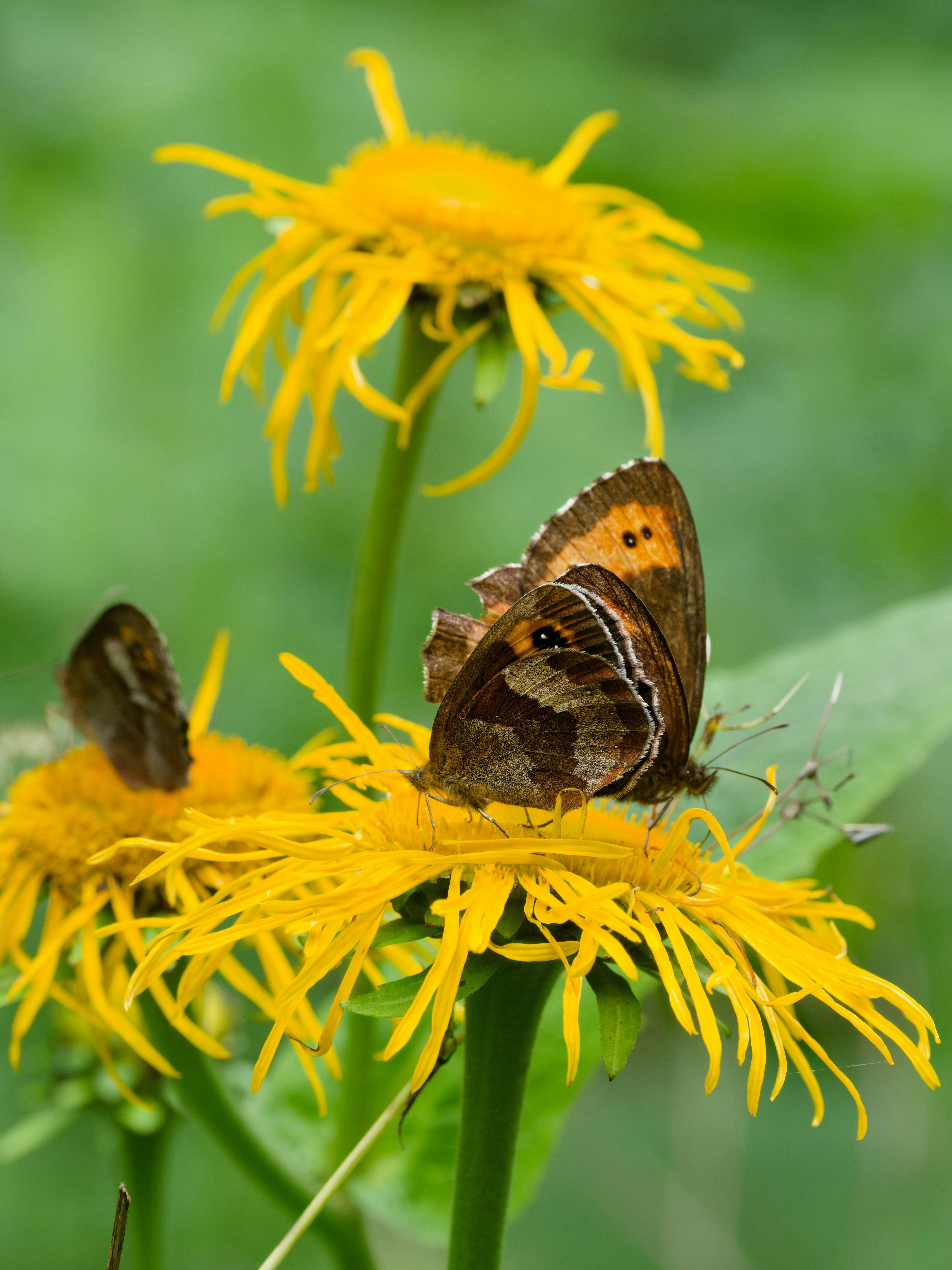 Two brown butterflies on bright yellow flowers against a soft green background.