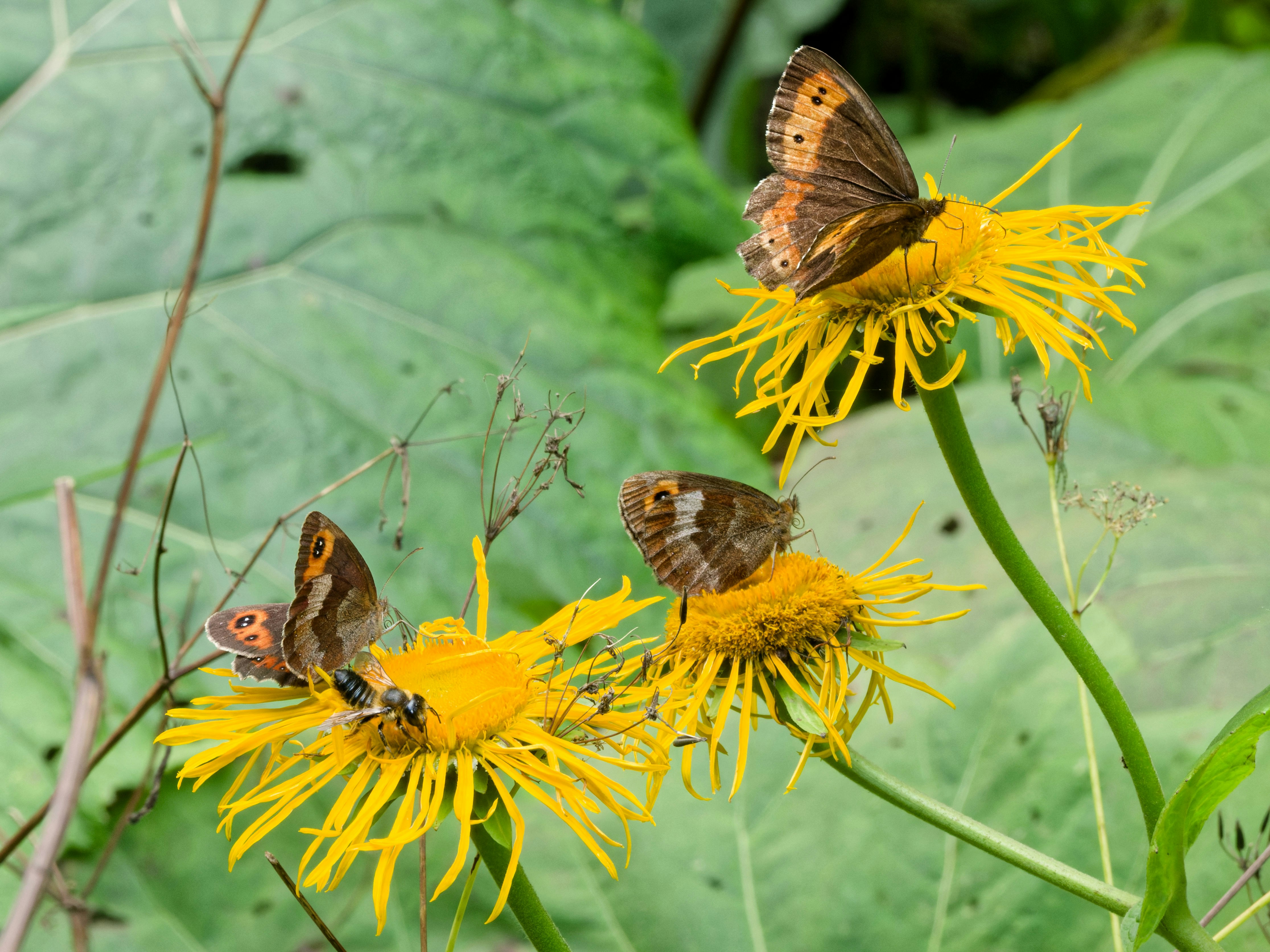 Two brown butterflies and a bee on bright yellow flowers in a garden.