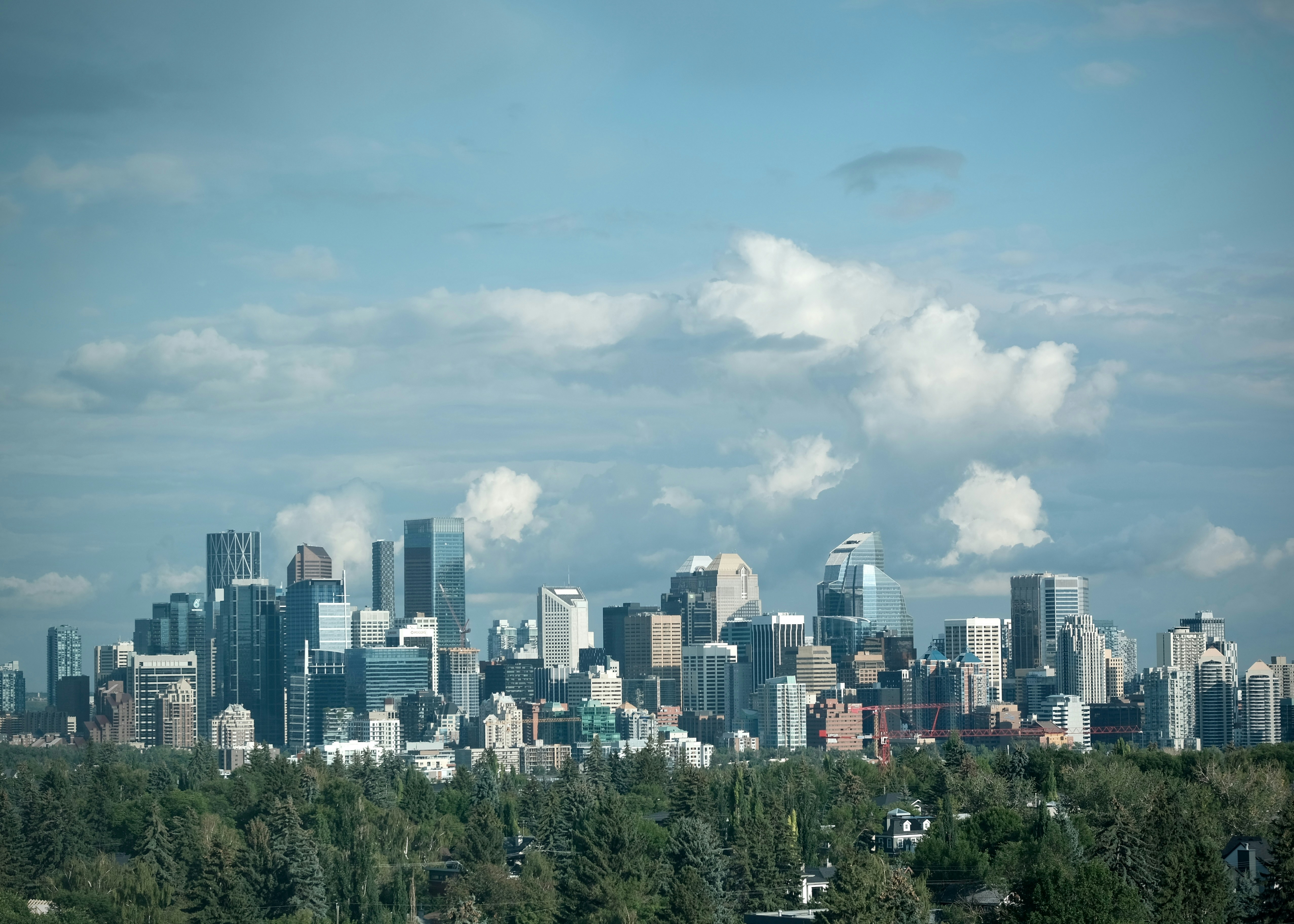 A dense city skyline with glass skyscrapers rising above a foreground of green trees