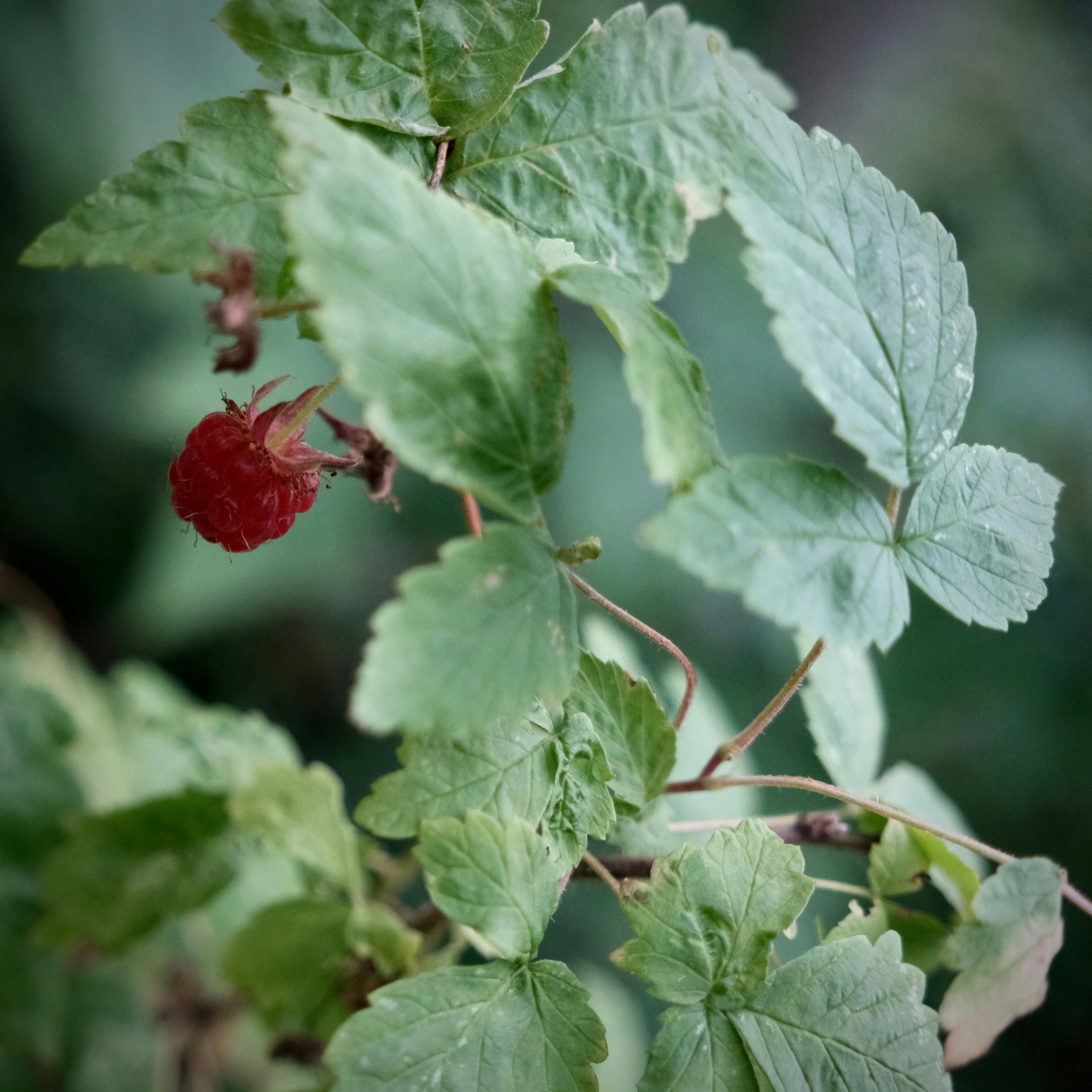 A single ripe red raspberry hanging from a green leafy stem