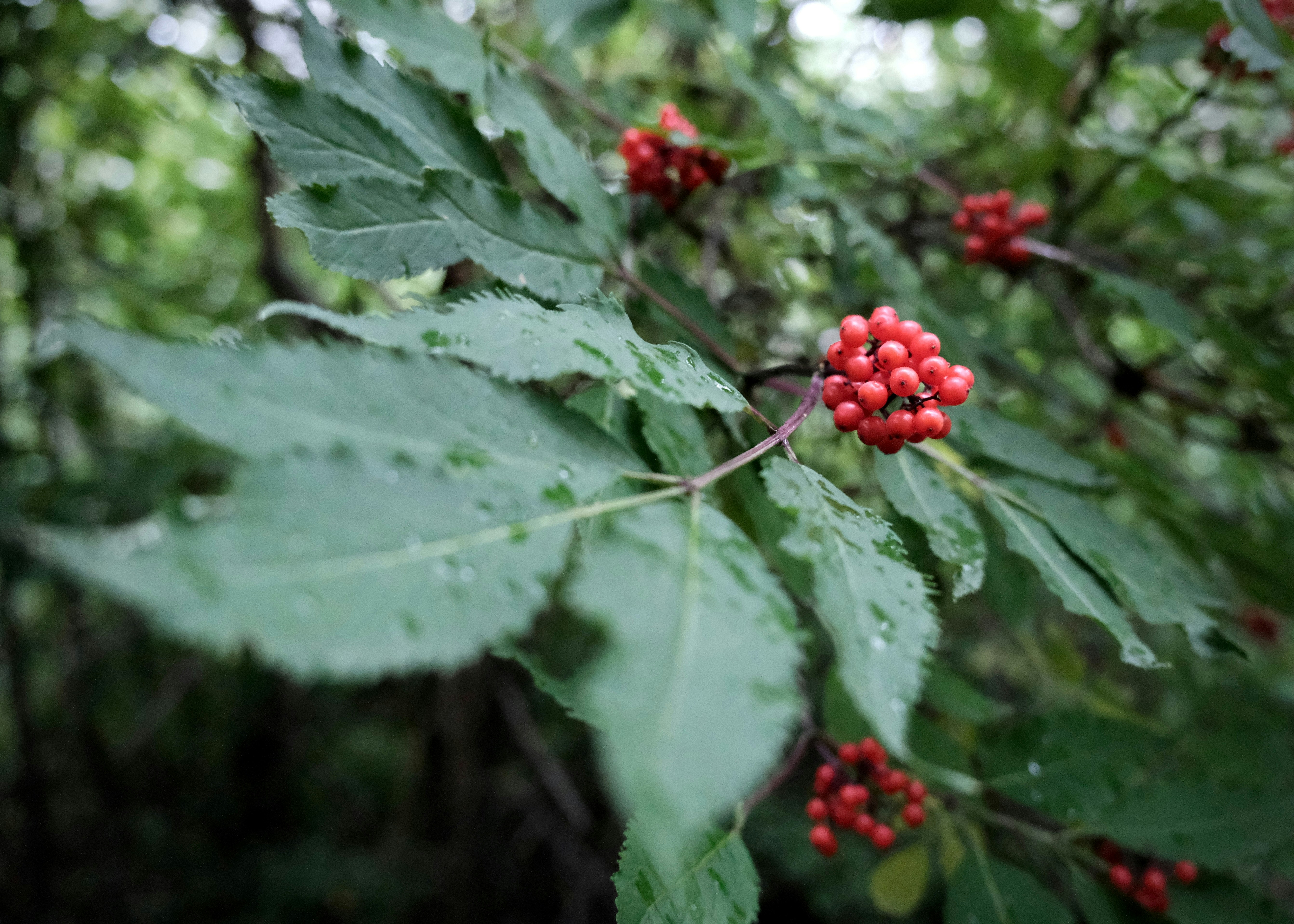 Clusters of bright red berries on a leafy branch with water droplets