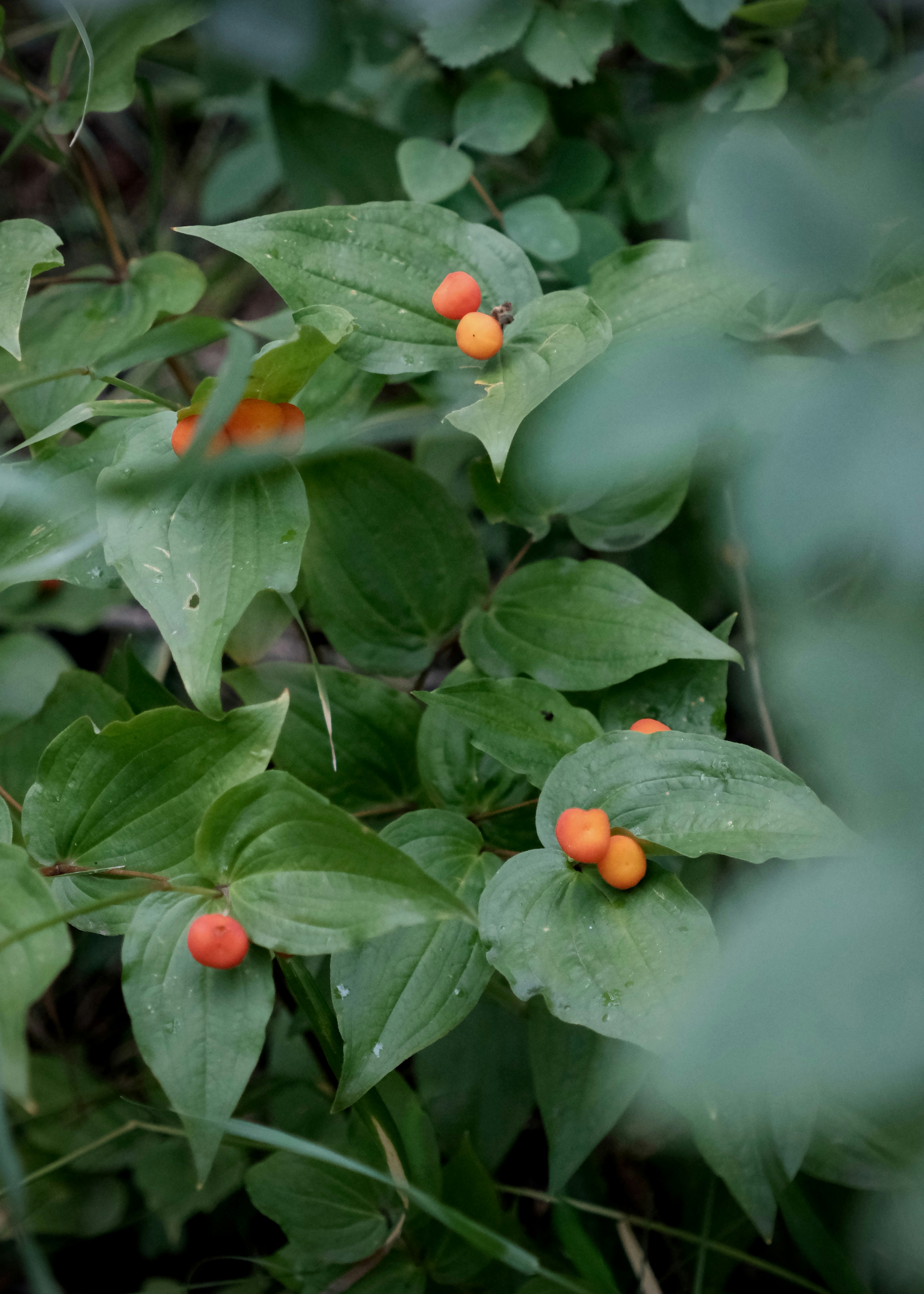 Small orange berries growing on the leaves of a green plant