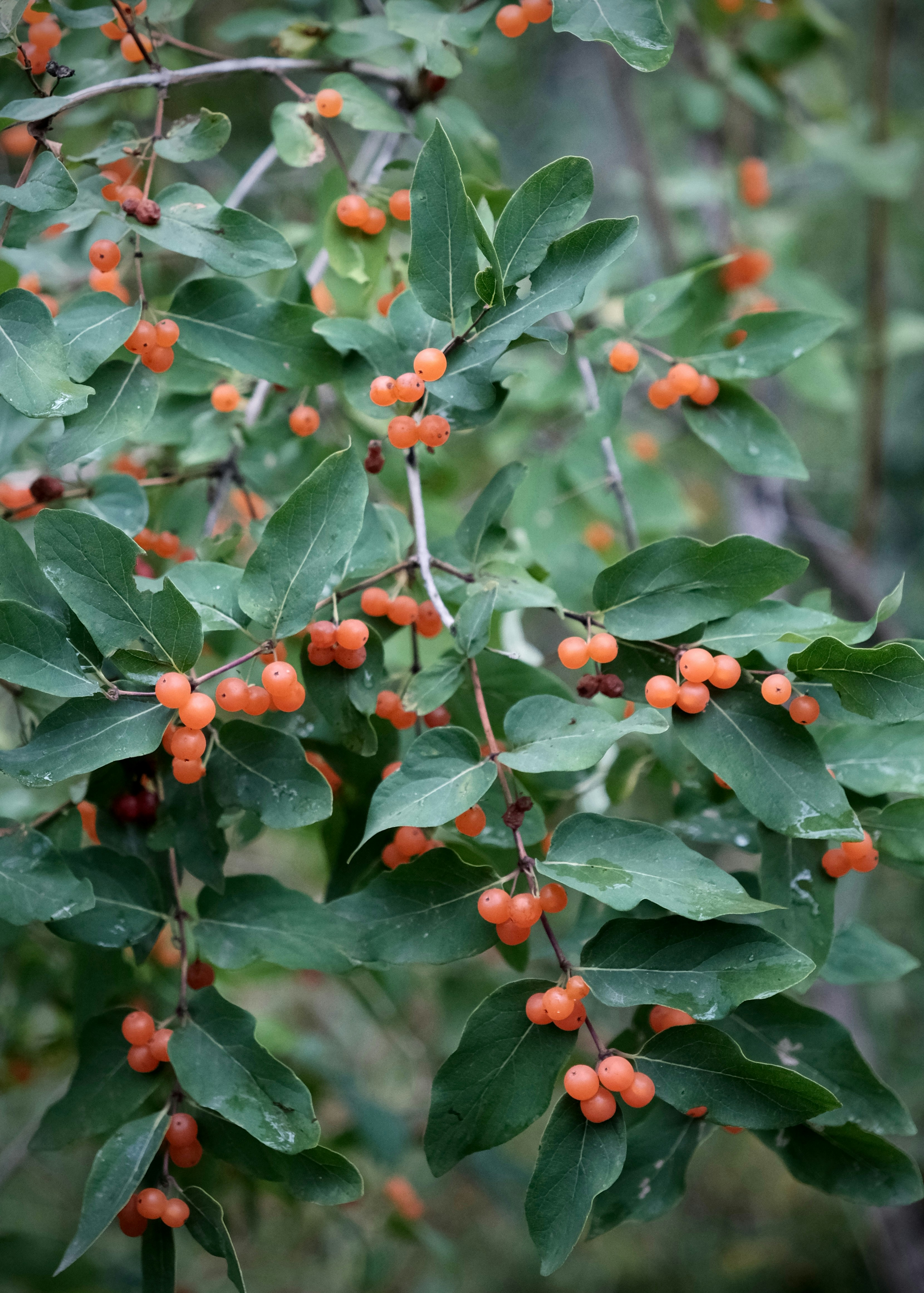 Clusters of small orange berries on a leafy branch in a forest
