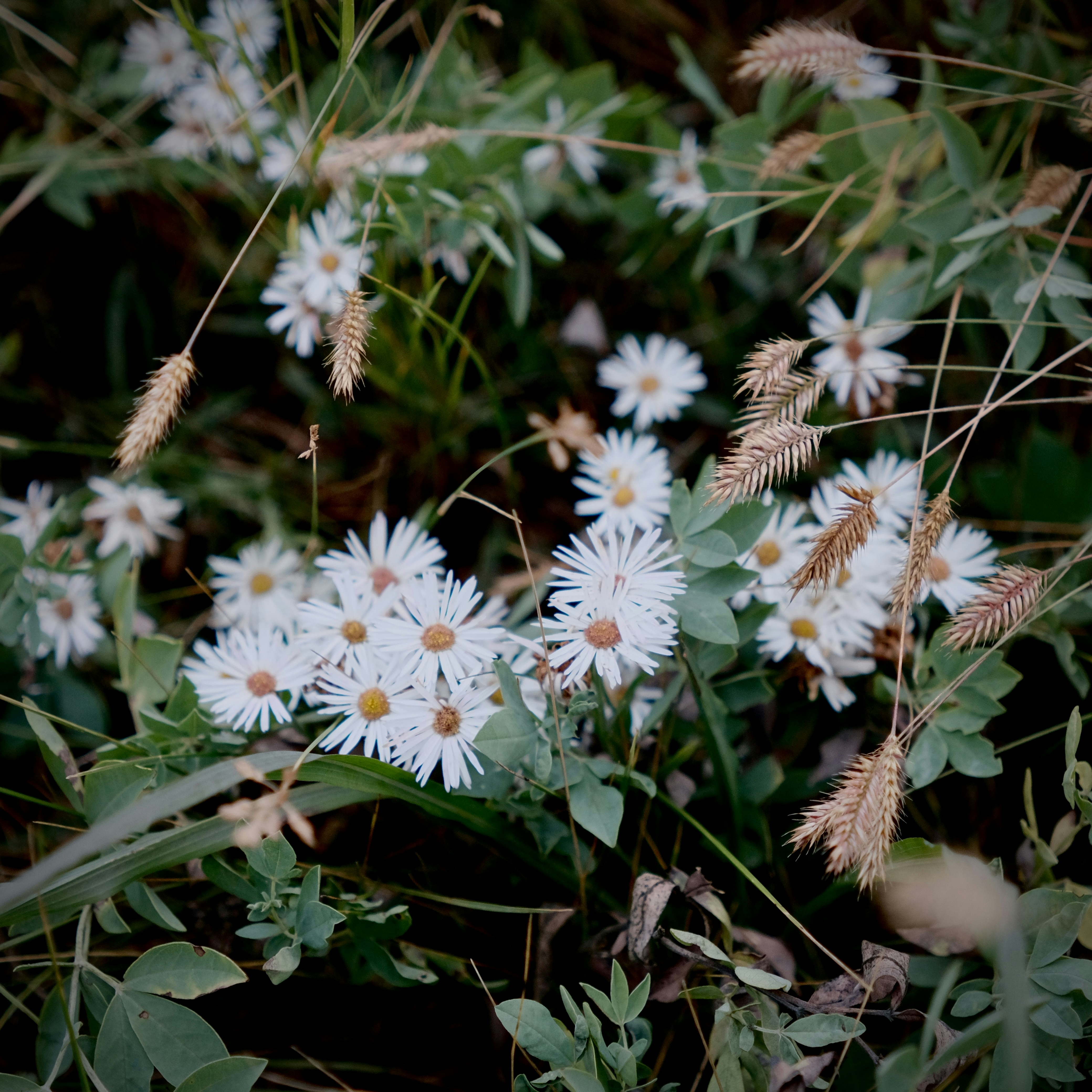 White daisy-like flowers and tall dry grasses in a meadow