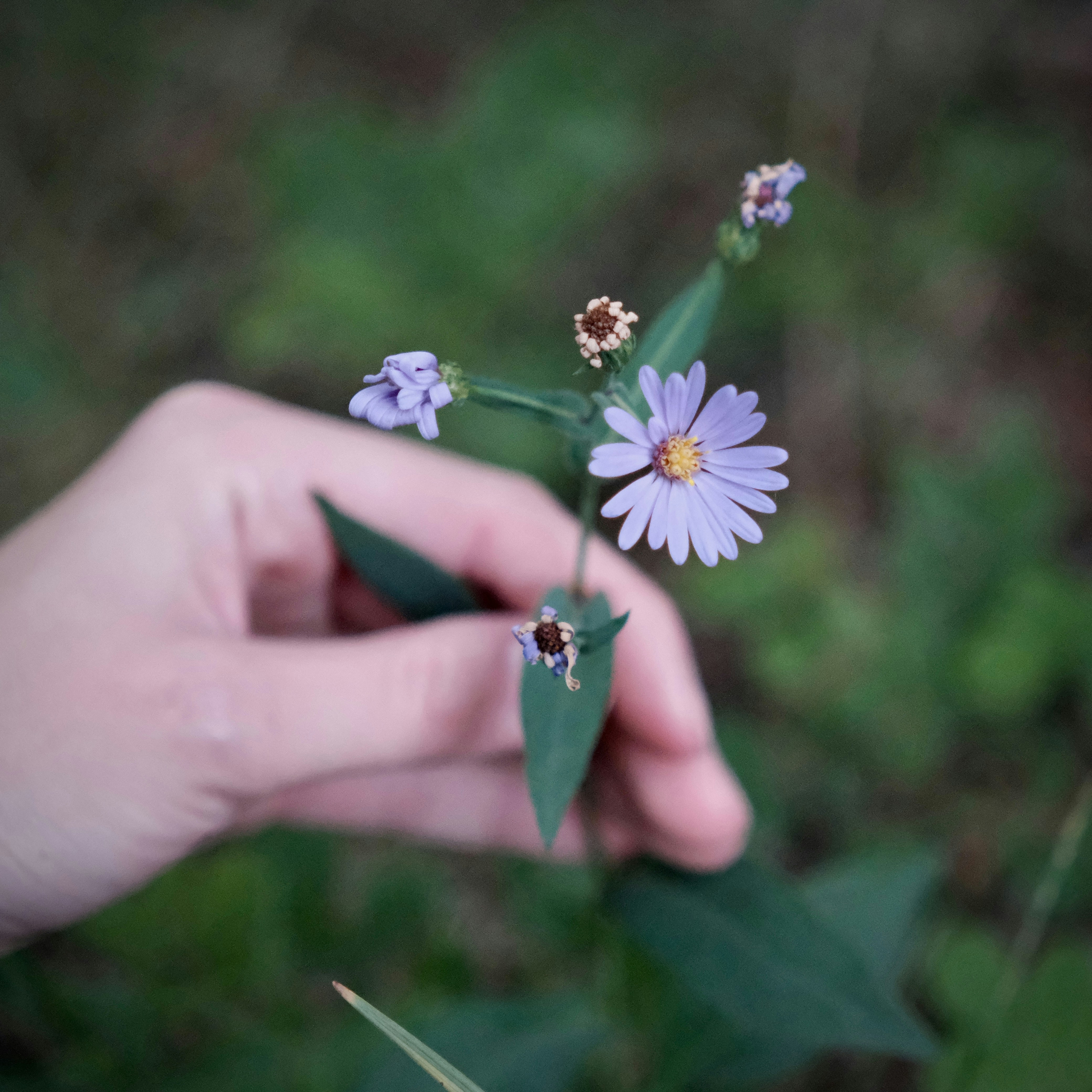 A hand holding a small purple aster flower with green leaves