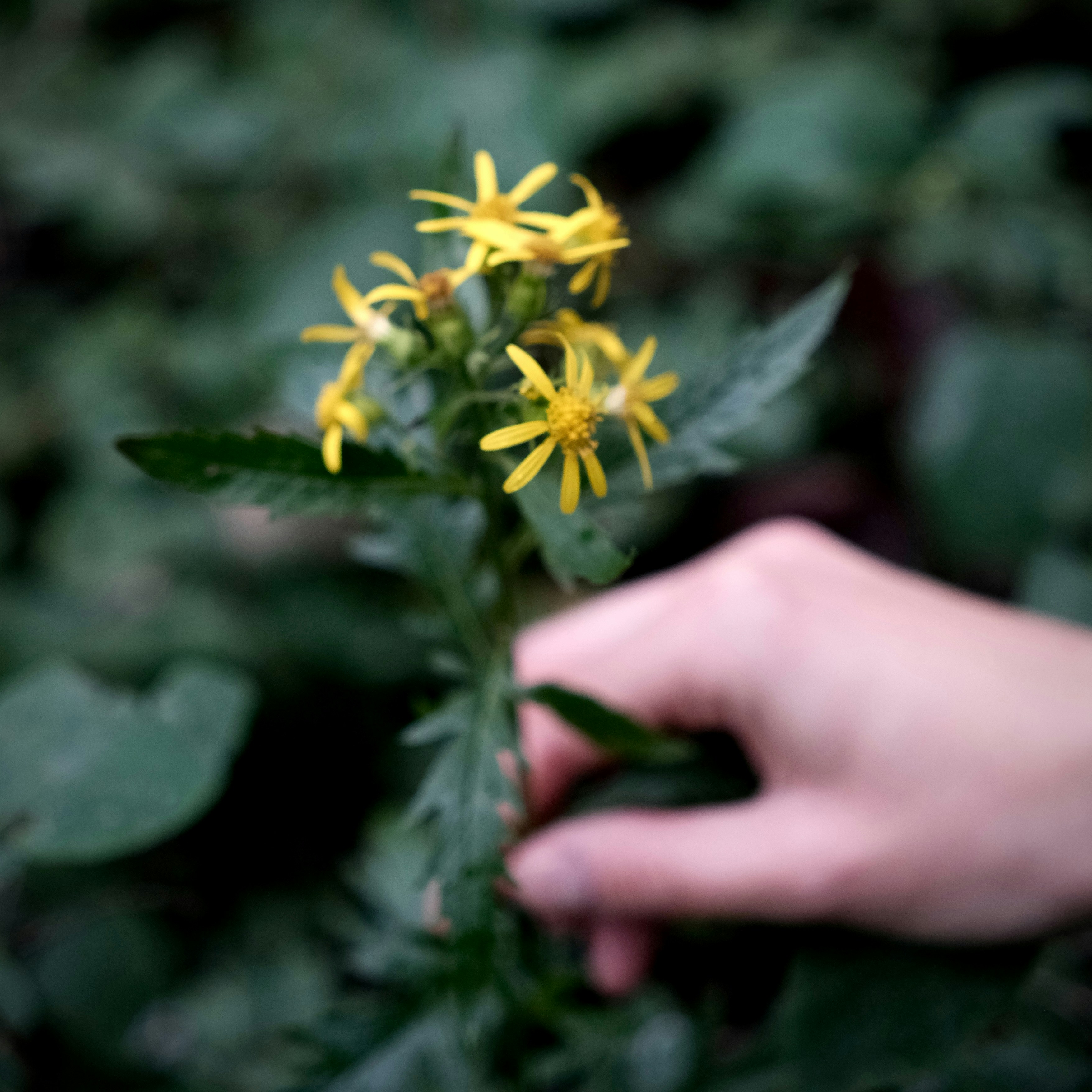 A hand reaching toward a cluster of small yellow flowers in a garden