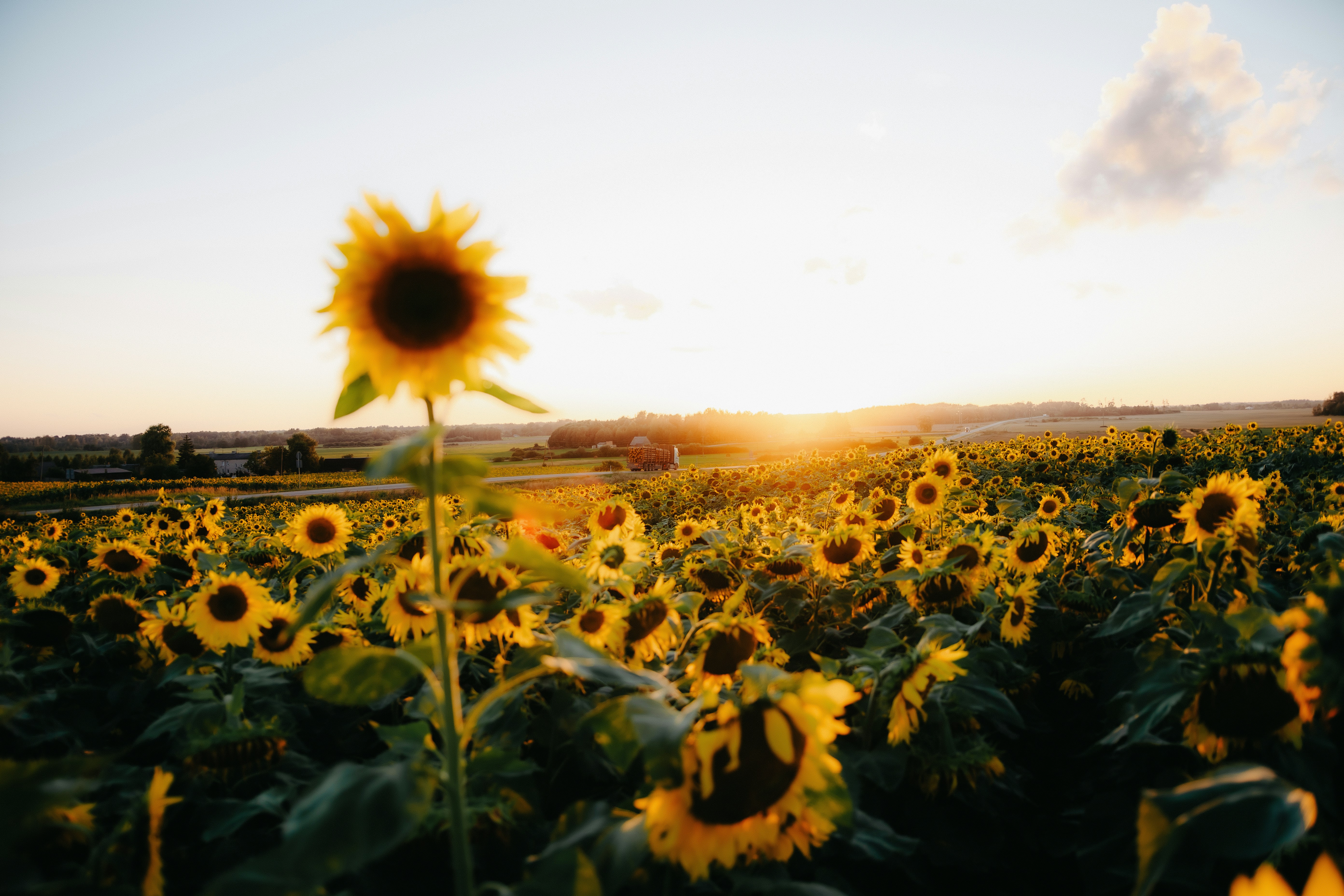 Um campo de girassóis sob um sol baixo com um primeiro plano borrado floresce