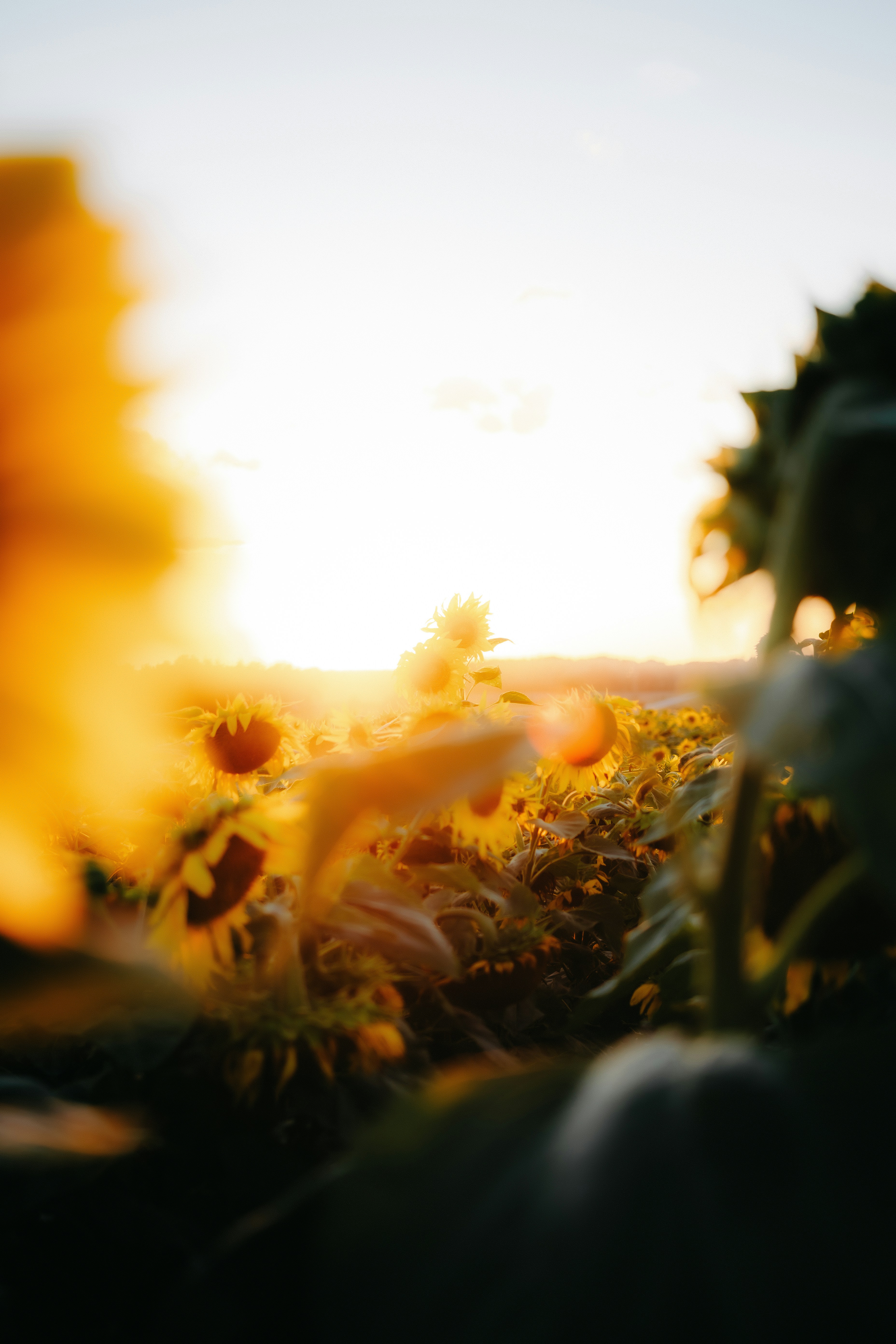 Sunflowers in a field backlit by low golden light