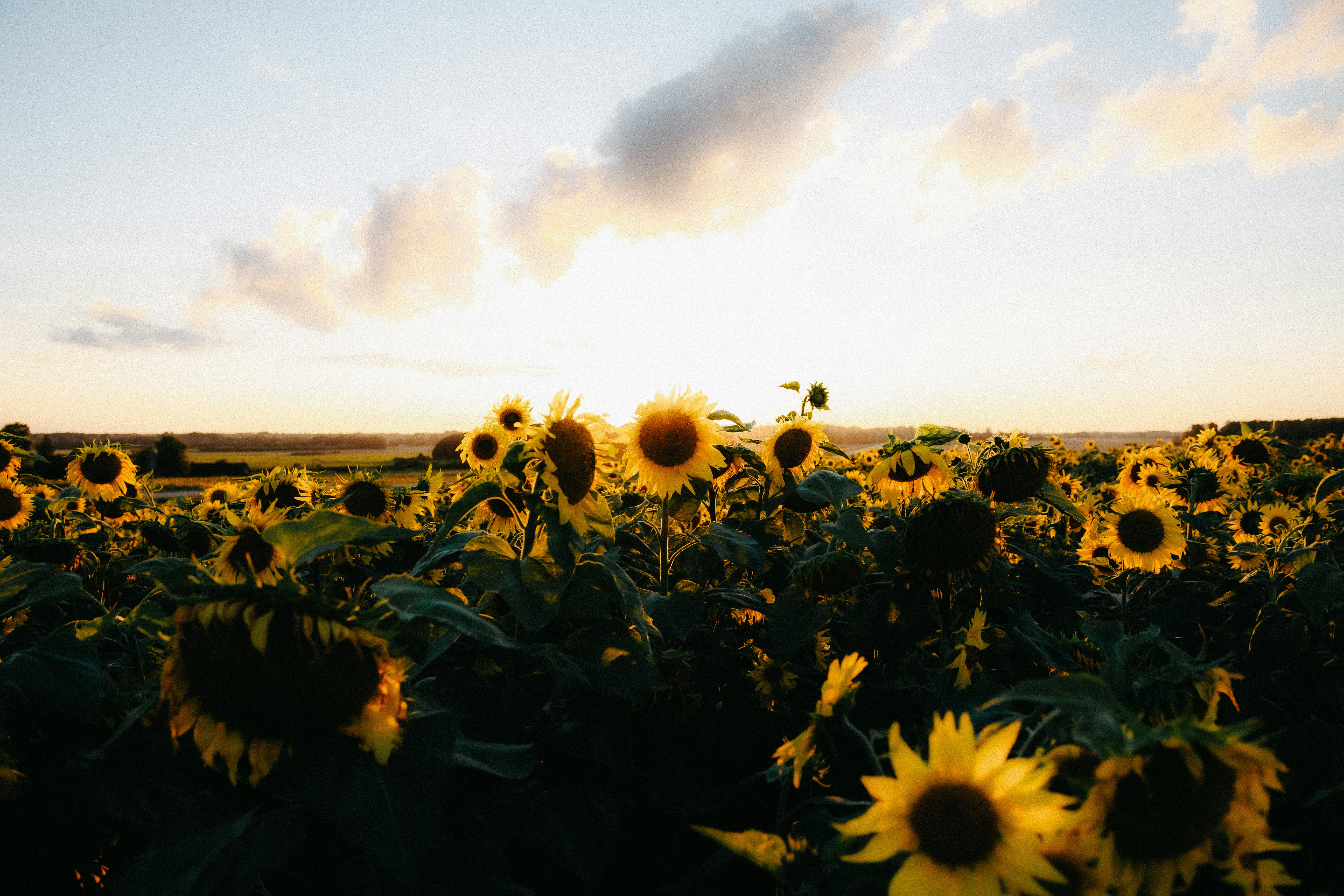 A field of sunflowers backlit by low sun in a warm sky.