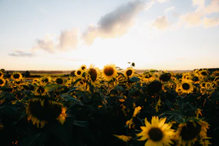A field of sunflowers lit from behind by low evening sun