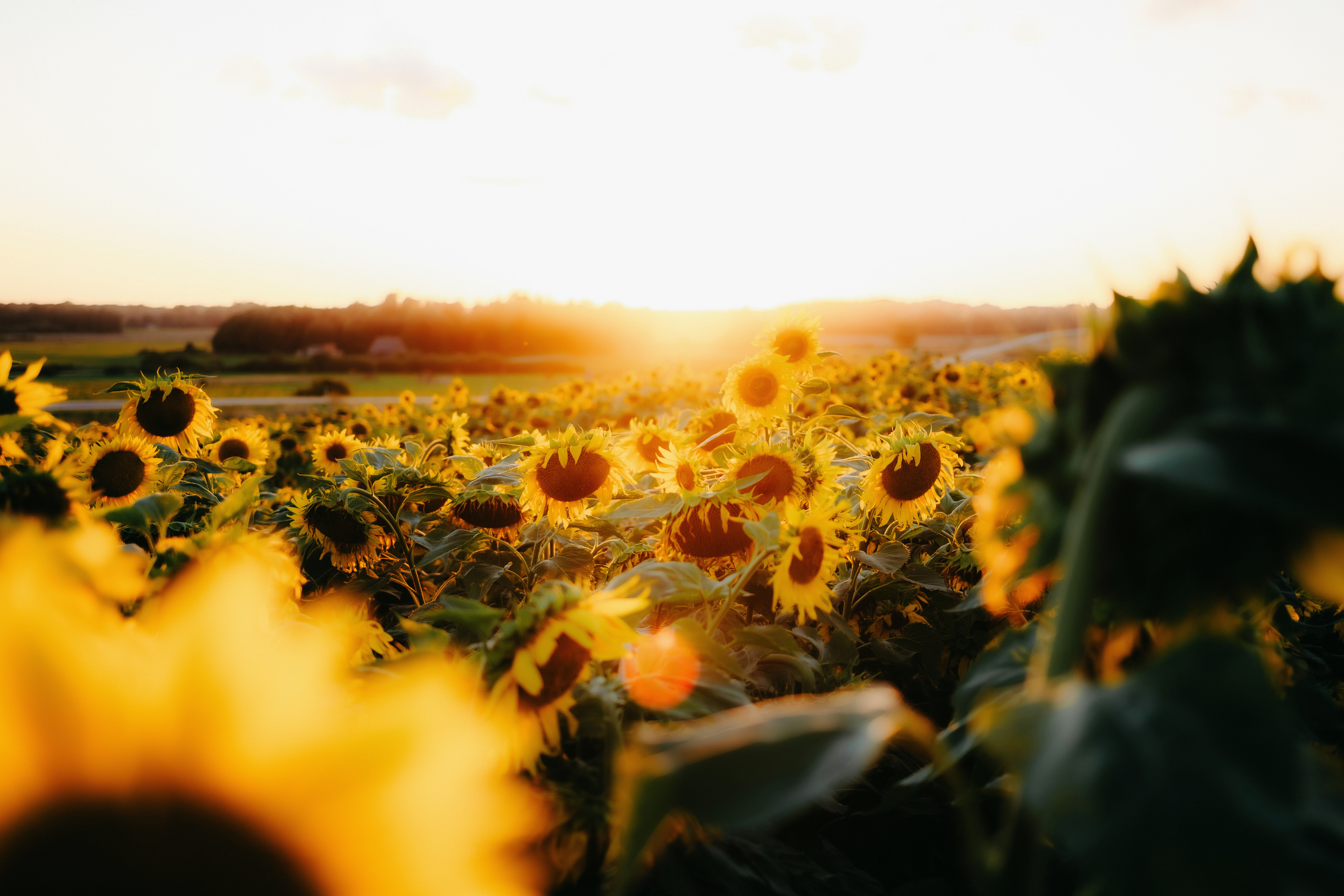 Um campo de girassóis iluminado por trás pelo sol baixo em uma luz dourada e quente