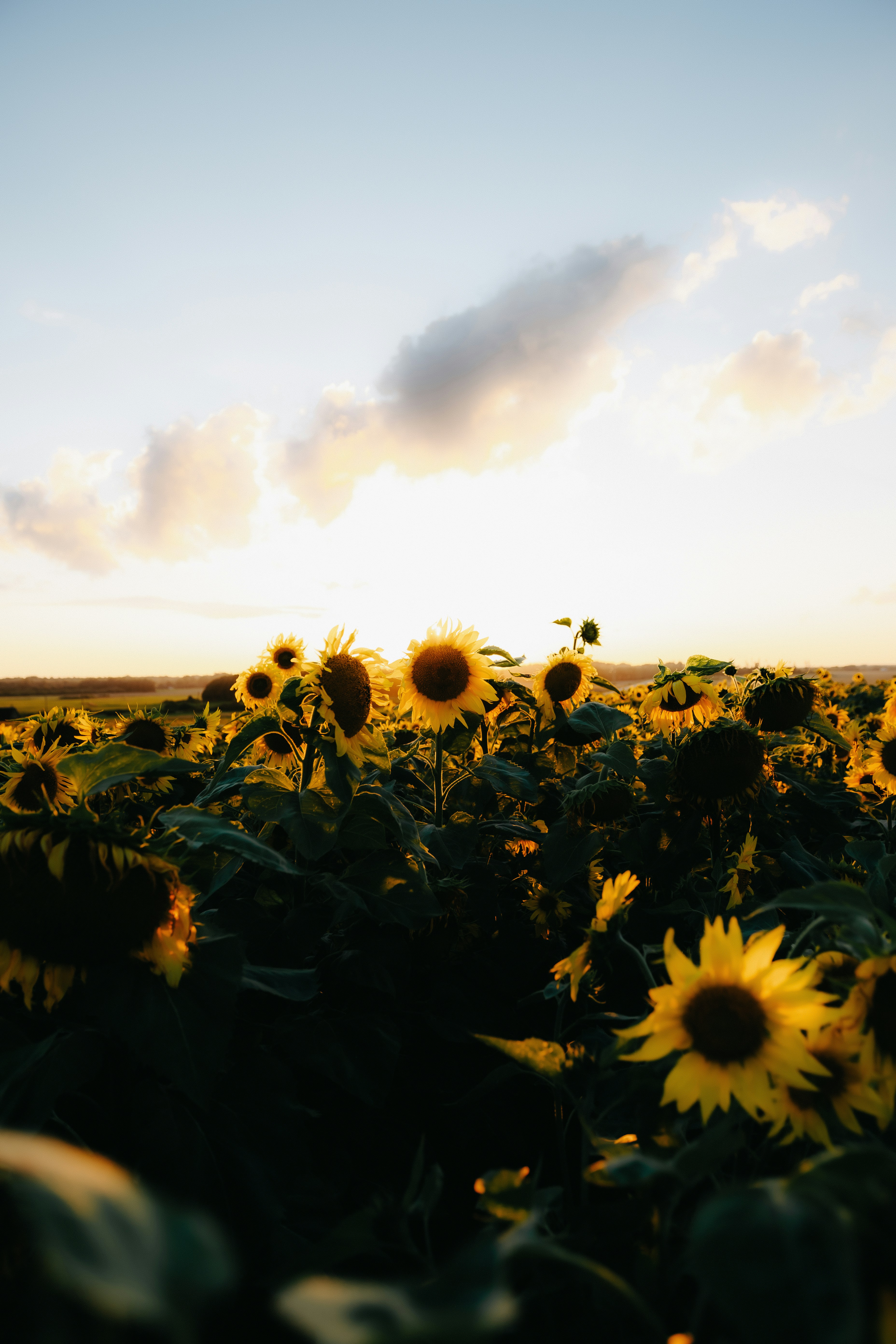Girassóis em um campo sob um céu claro com luz dourada baixa