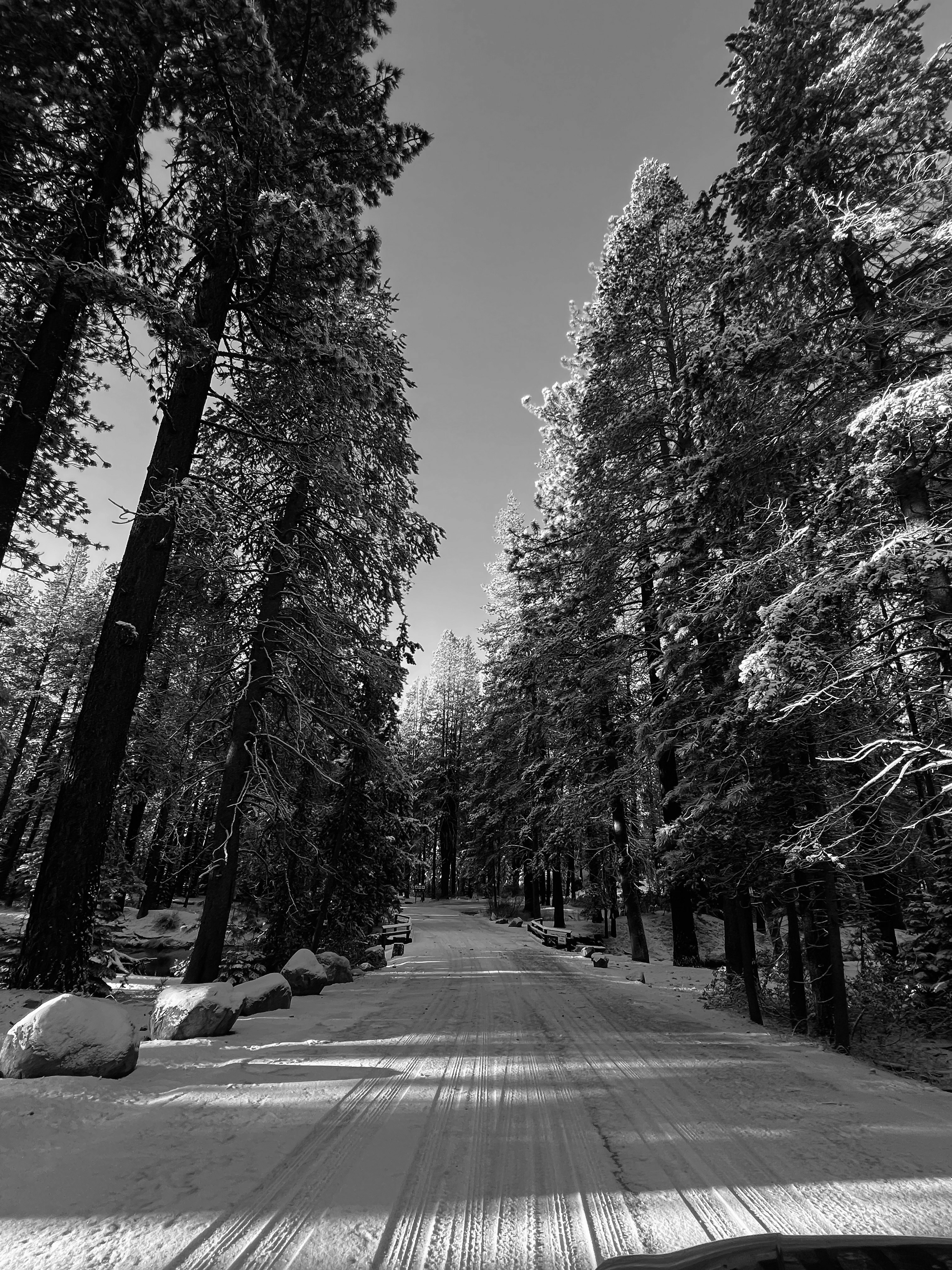 A snow-covered road winding through a dense forest of tall pine trees