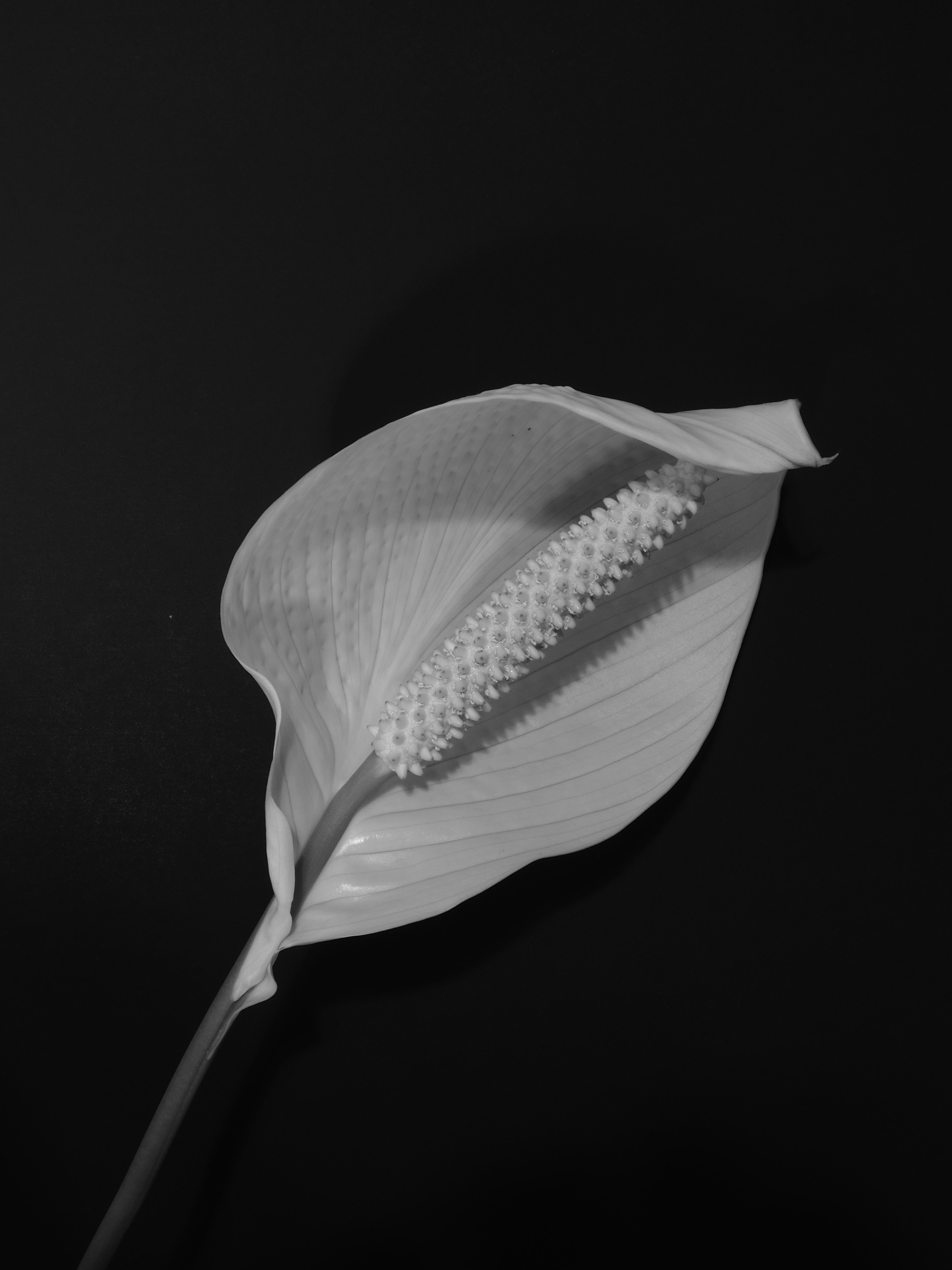 A single peace lily flower with a textured spadix against a black background
