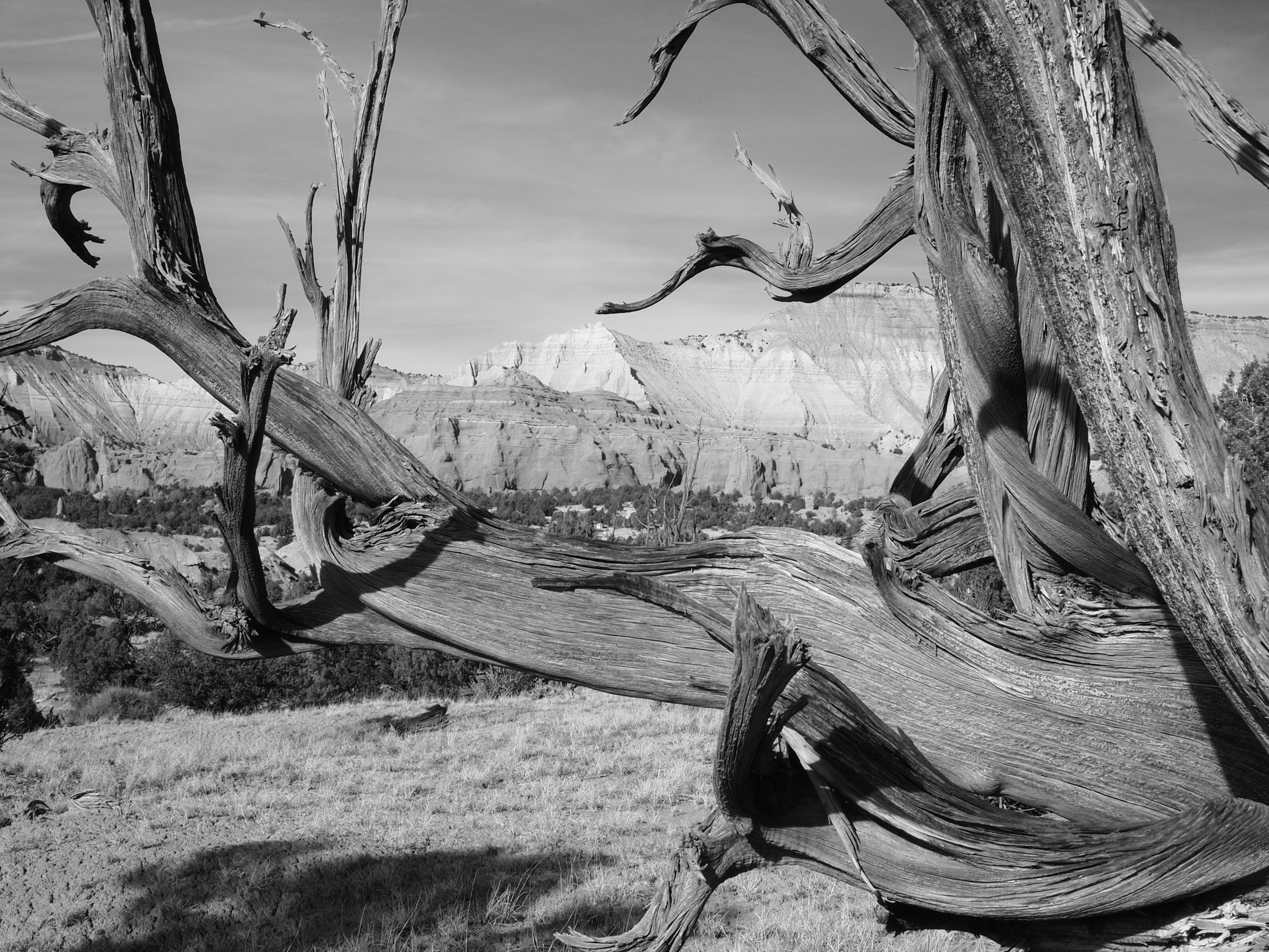 A gnarled dead tree trunk in the foreground of a desert mountain landscape