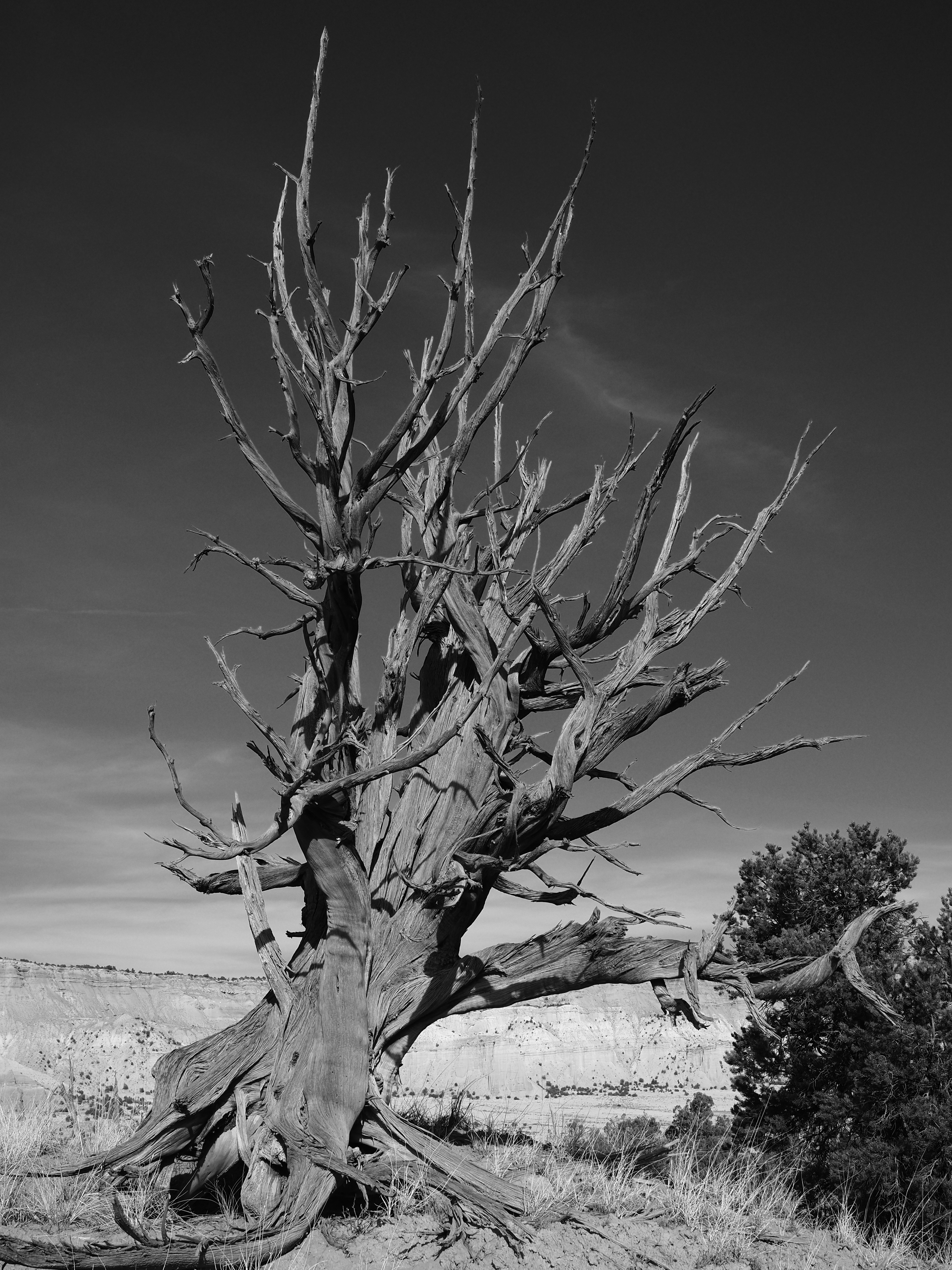 A gnarled dead tree with bare branches against a dark sky in a desert