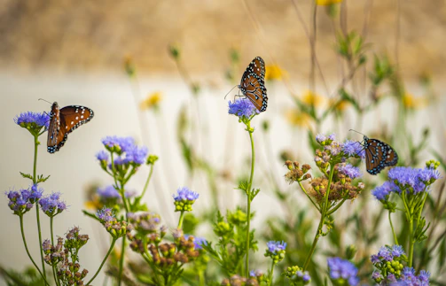 Three orange and black butterflies on purple flowers in a sunlit garden