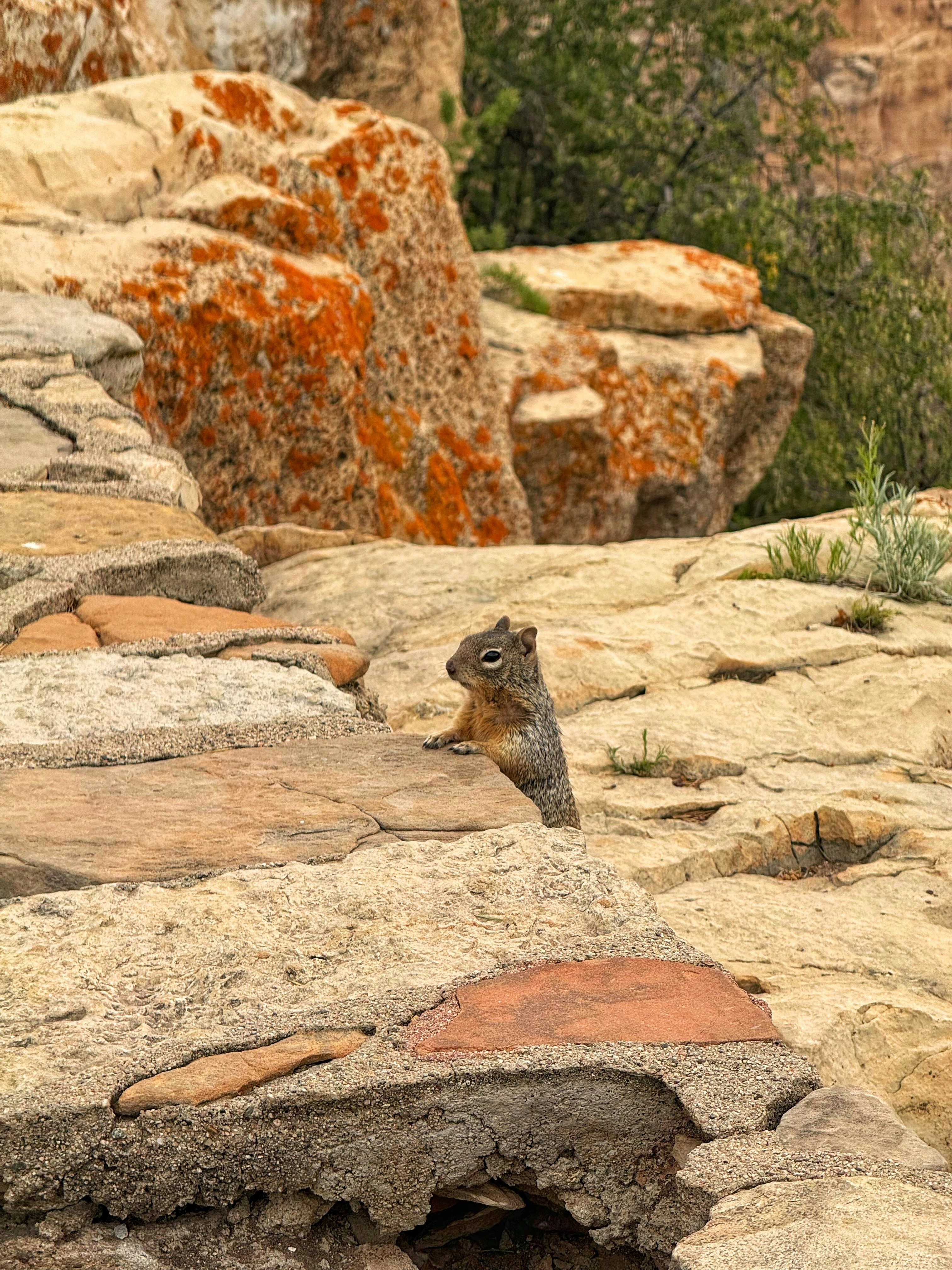 A small squirrel peering over a ledge of layered sandstone rocks
