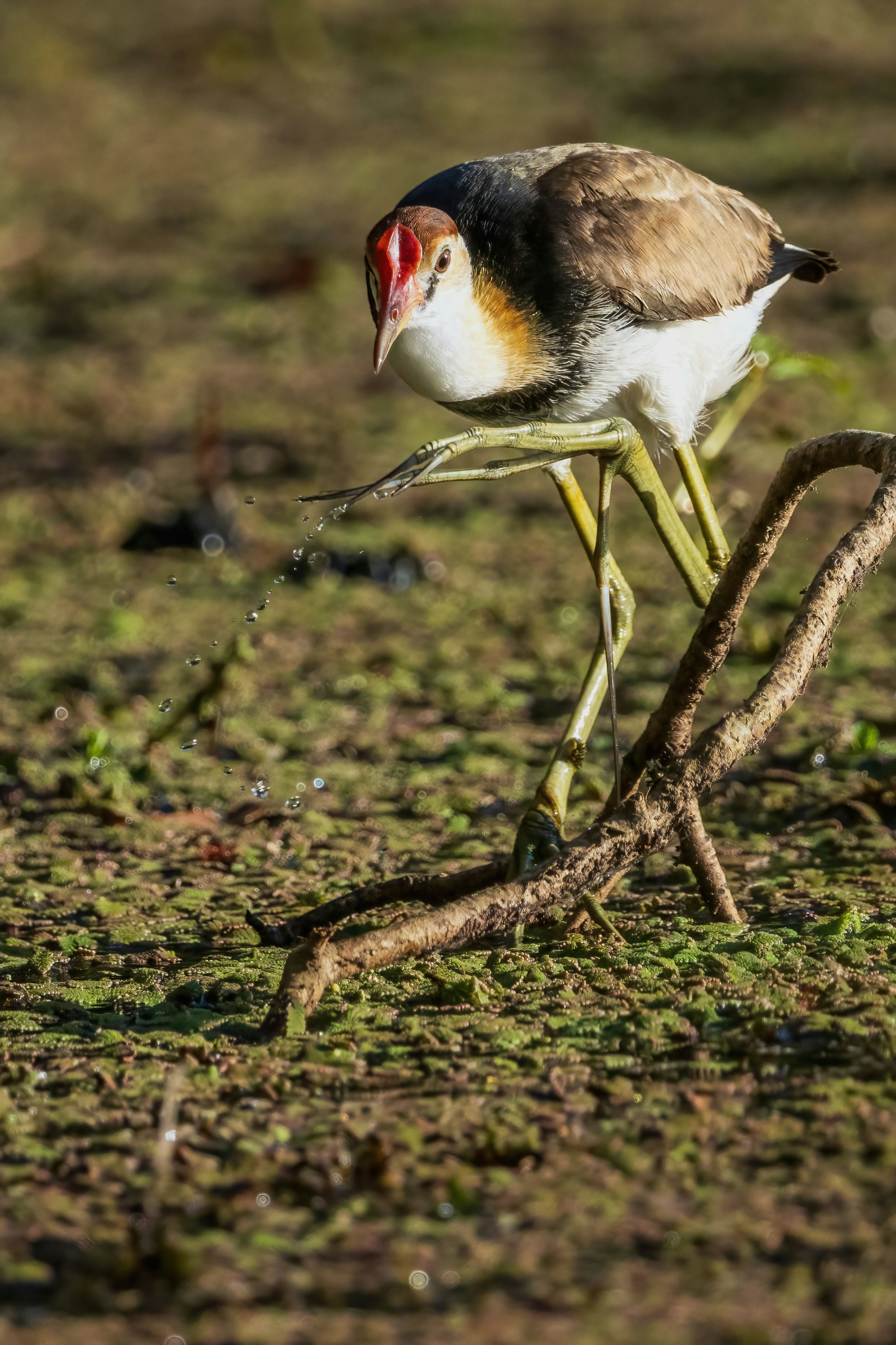 A comb-crested jacana lifting its long-toed foot from a green marshy pond.