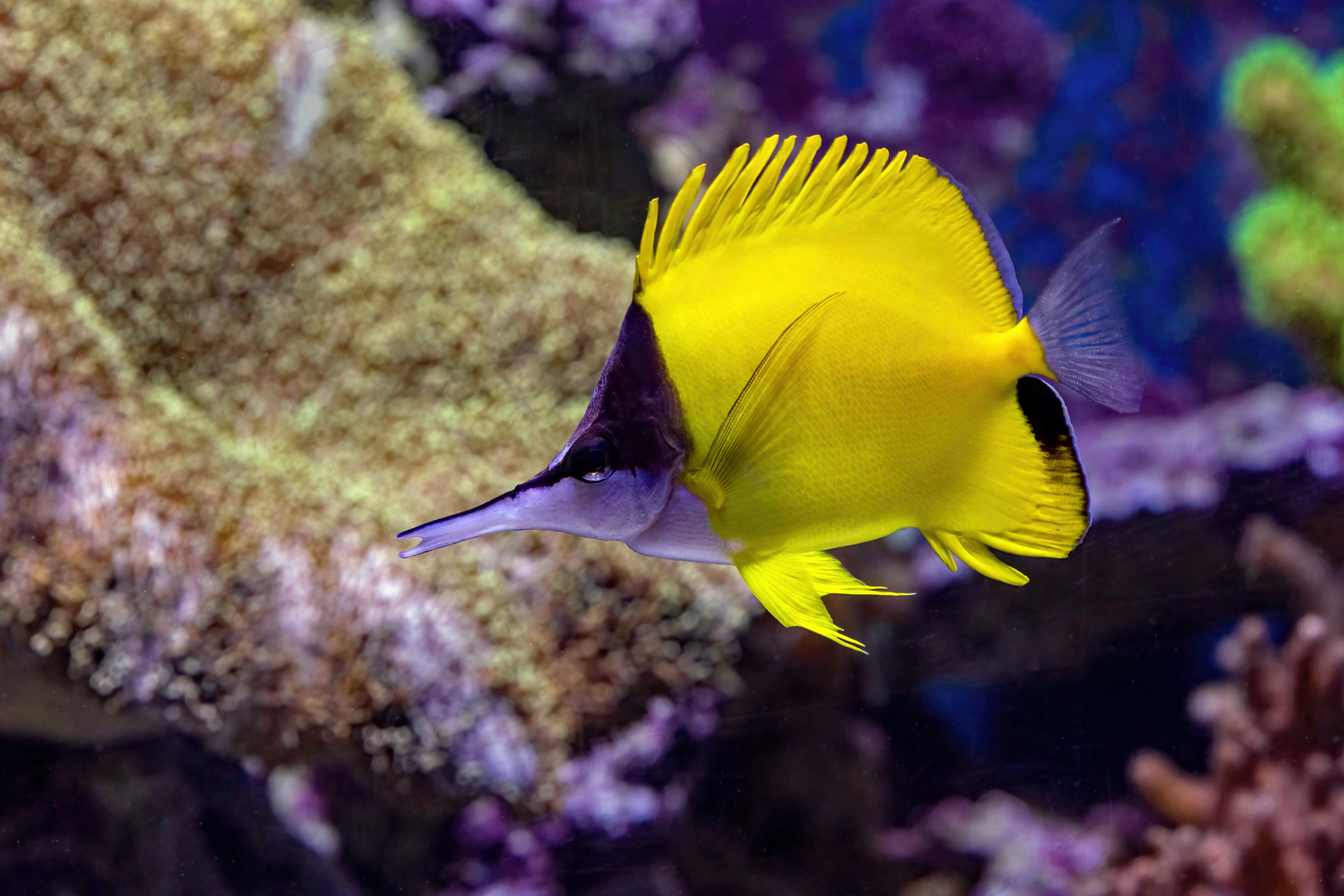 A yellow longnose butterflyfish swimming past a textured coral reef.