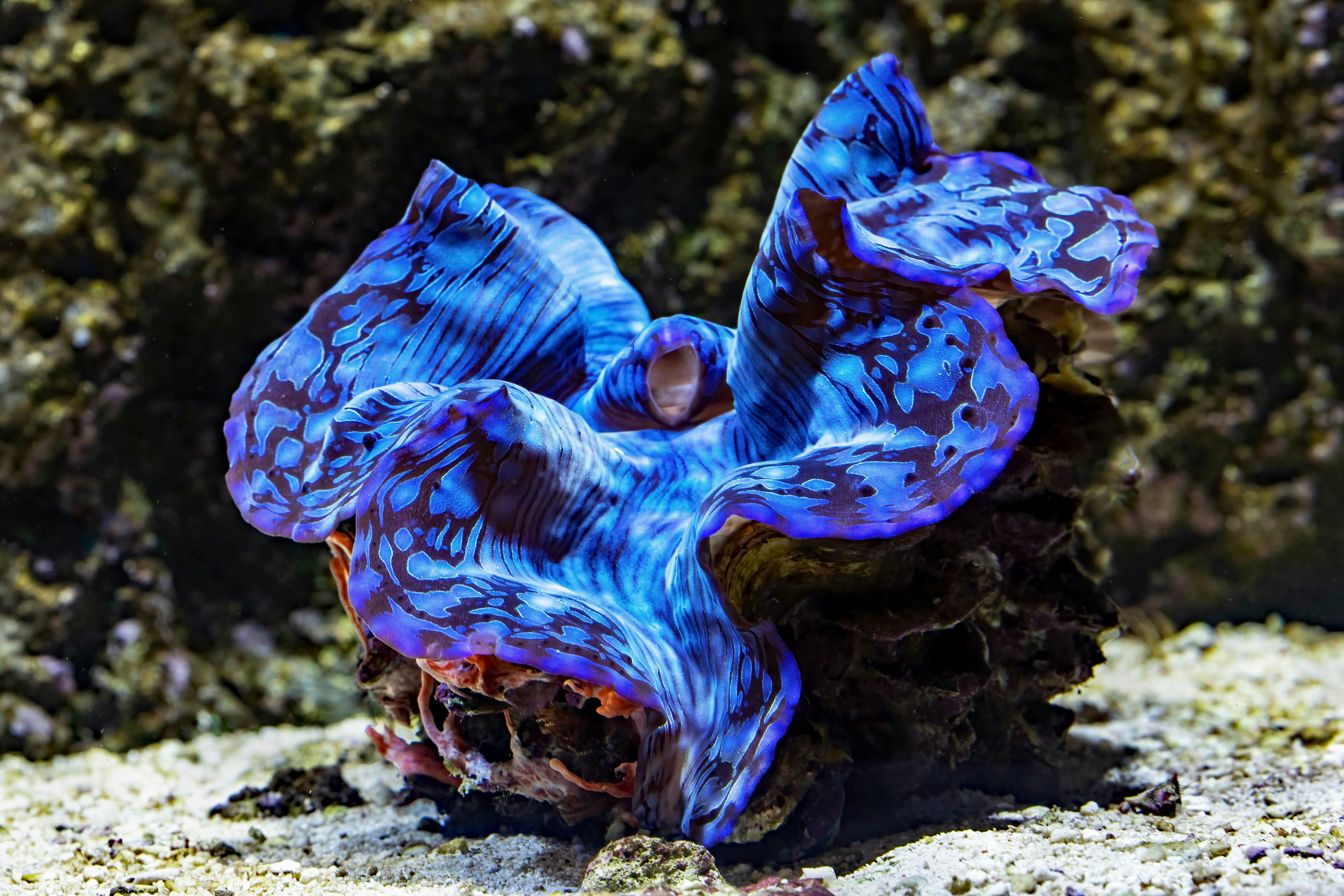 A vibrant blue giant clam with patterned mantle tissue on a sandy seabed.
