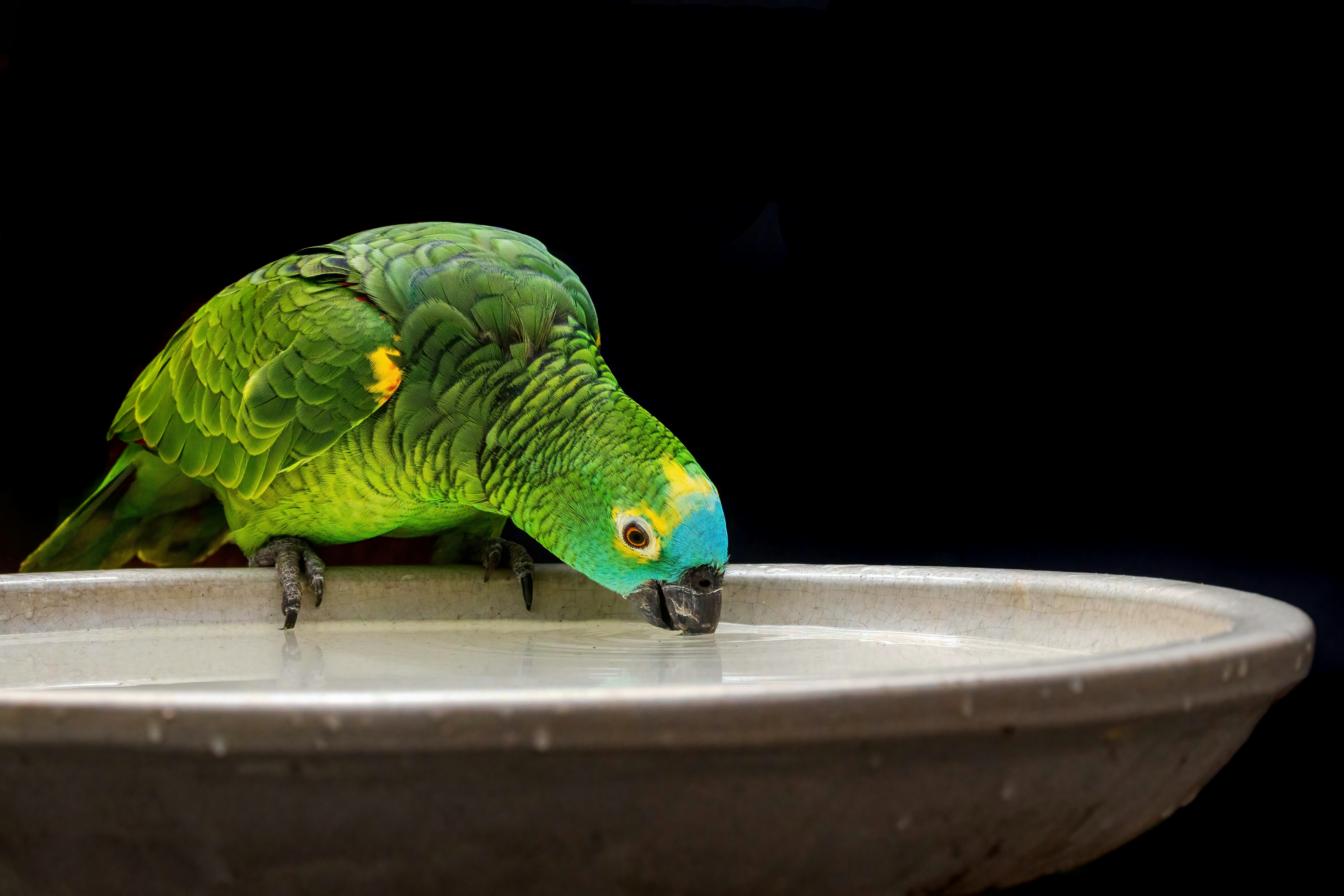 A turquoise-fronted amazon parrot drinking water from a shallow stone basin.