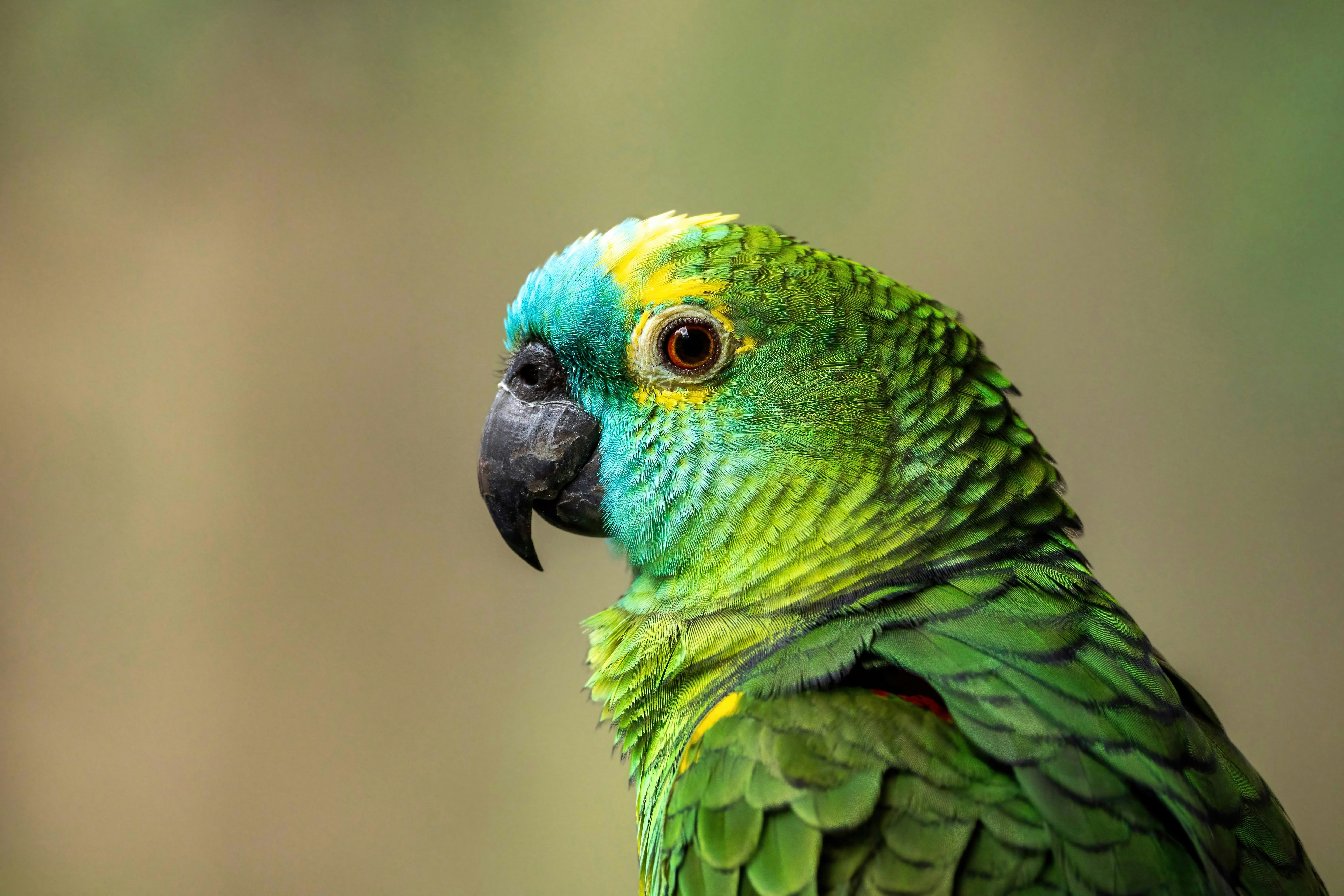 A turquoise-fronted amazon parrot with green feathers and a yellow crown.