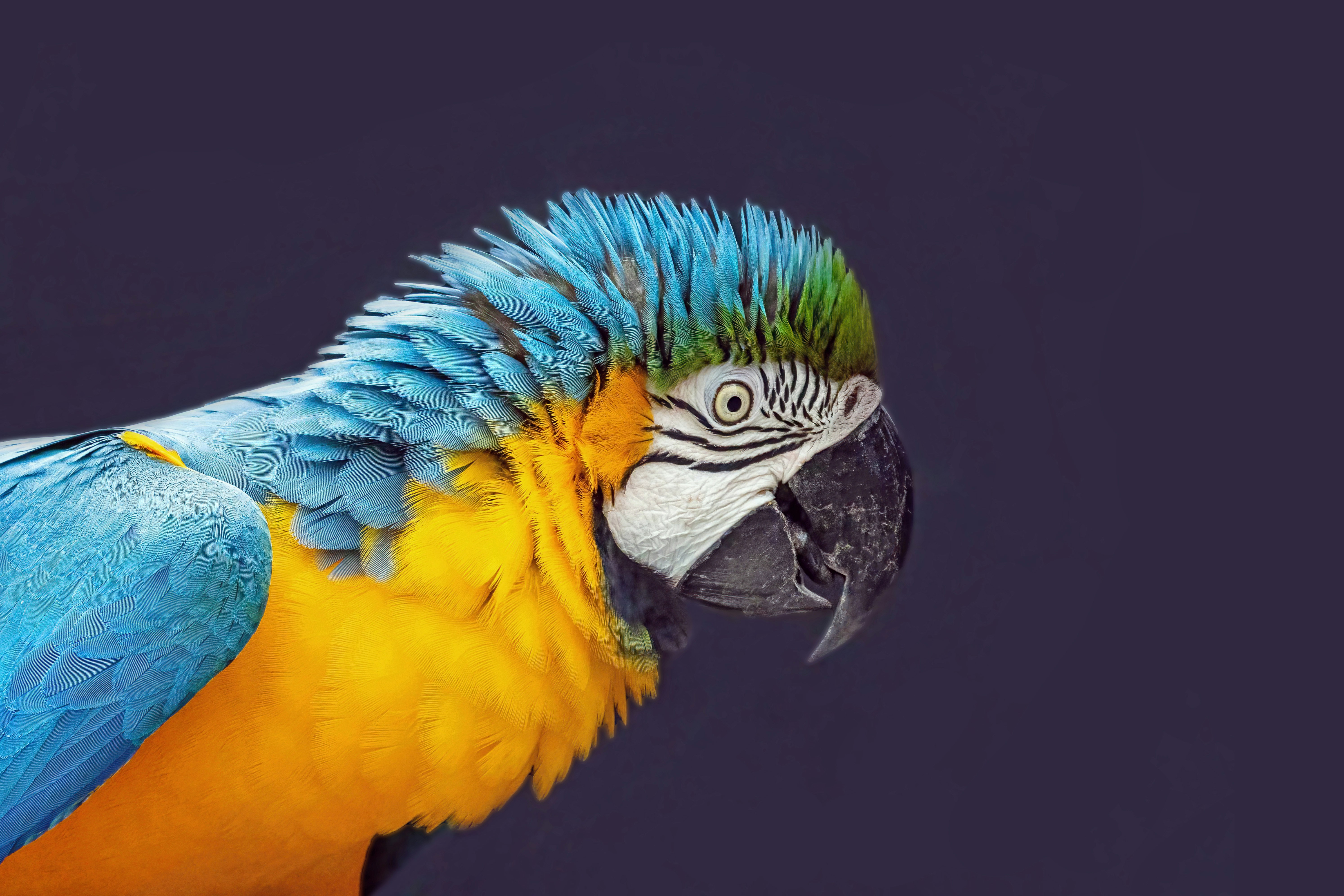 A blue and yellow macaw parrot in profile against a dark purple background.