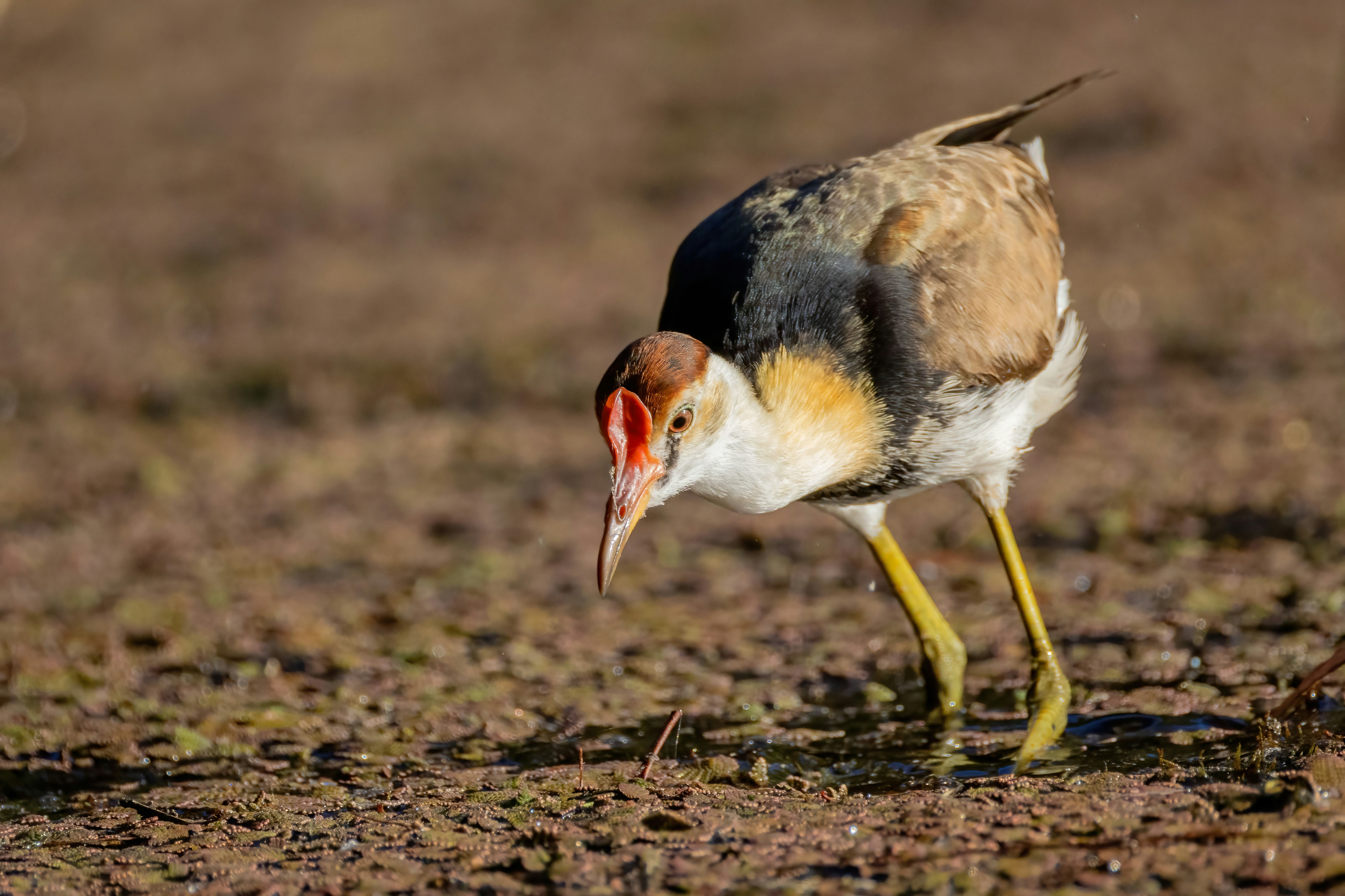 A comb-crested jacana foraging on muddy ground with its long yellow legs.