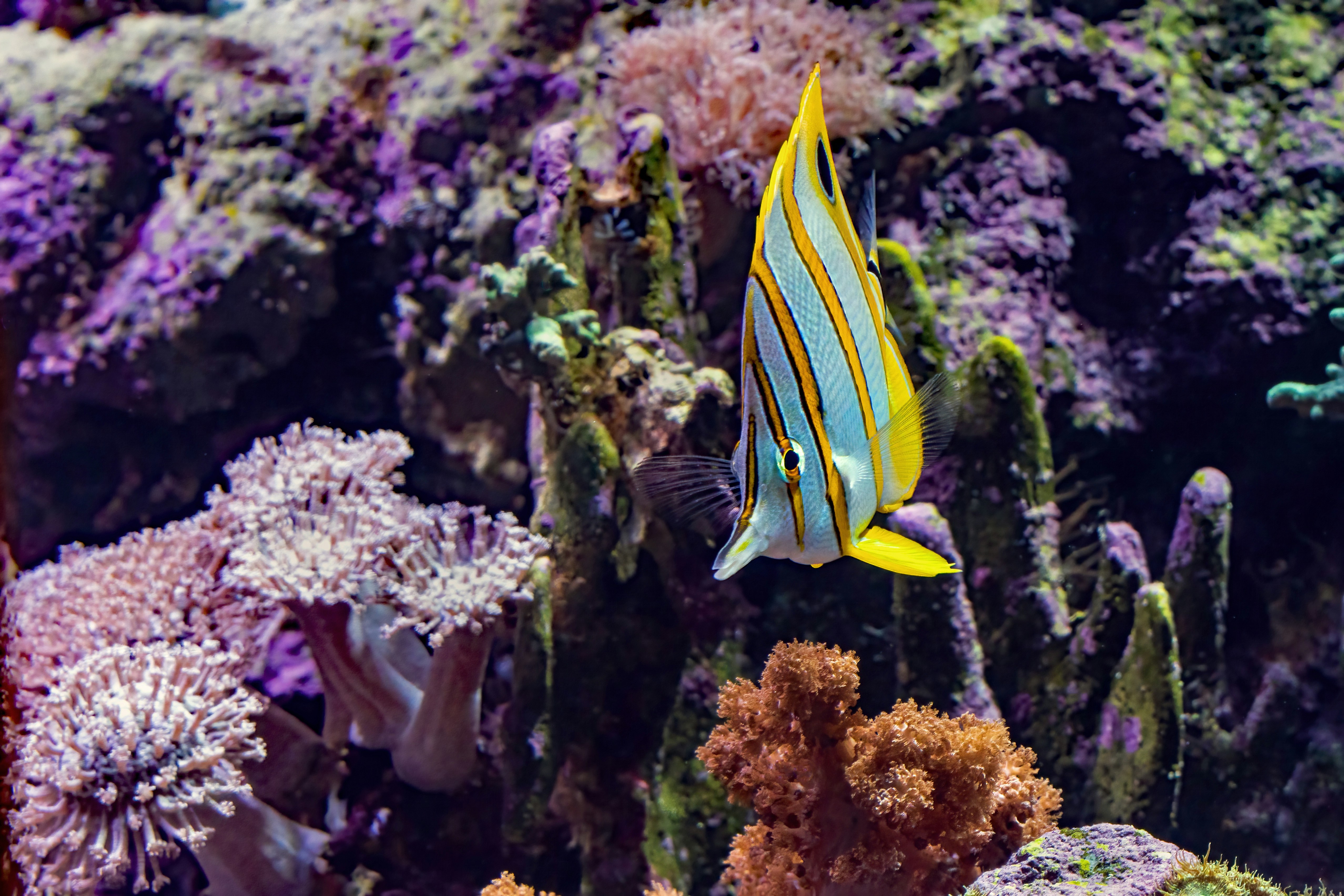 A copperband butterflyfish swimming among colorful coral reefs in an aquarium.