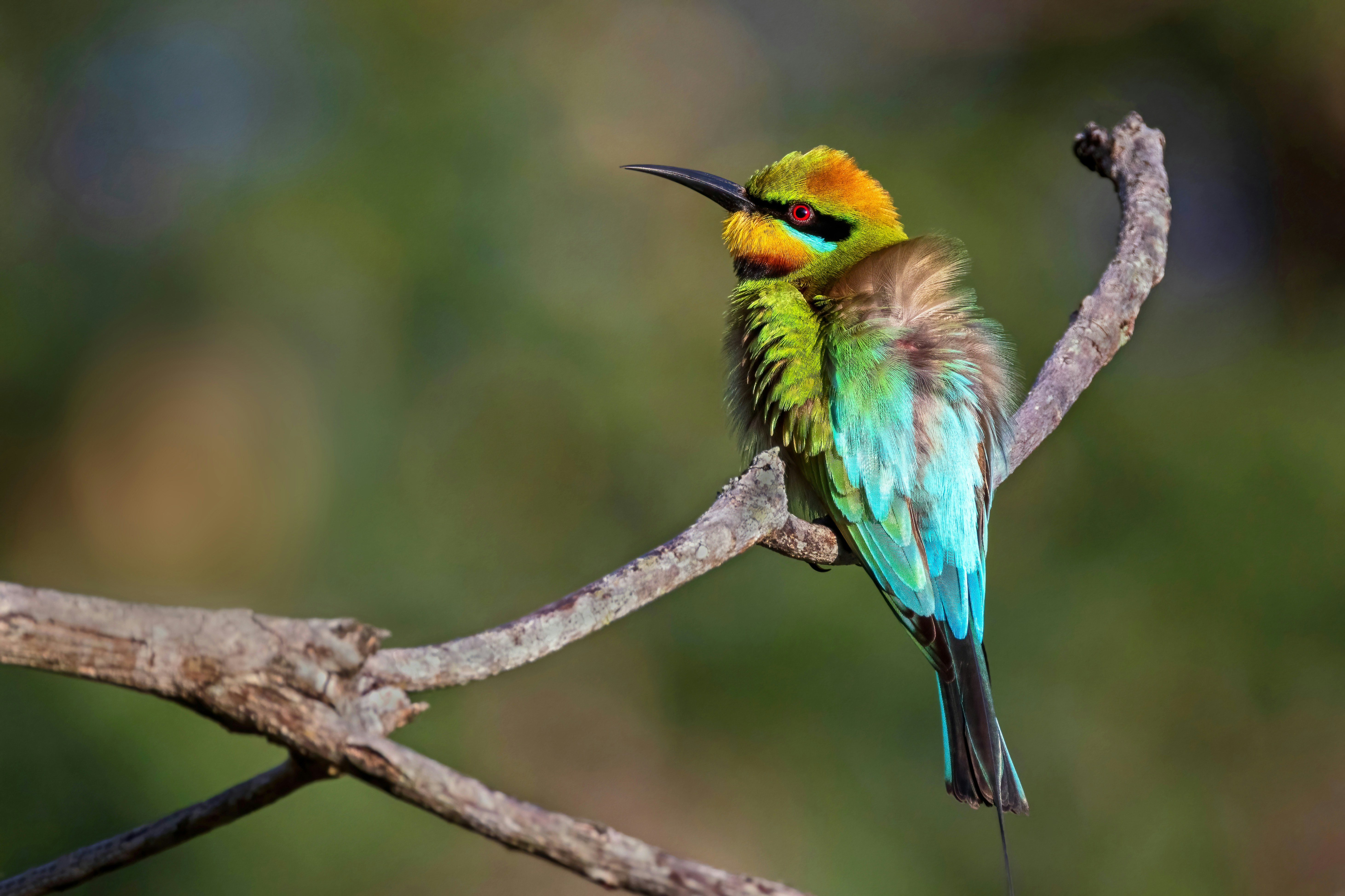 A rainbow bee-eater perched on a thin branch against a soft green background.