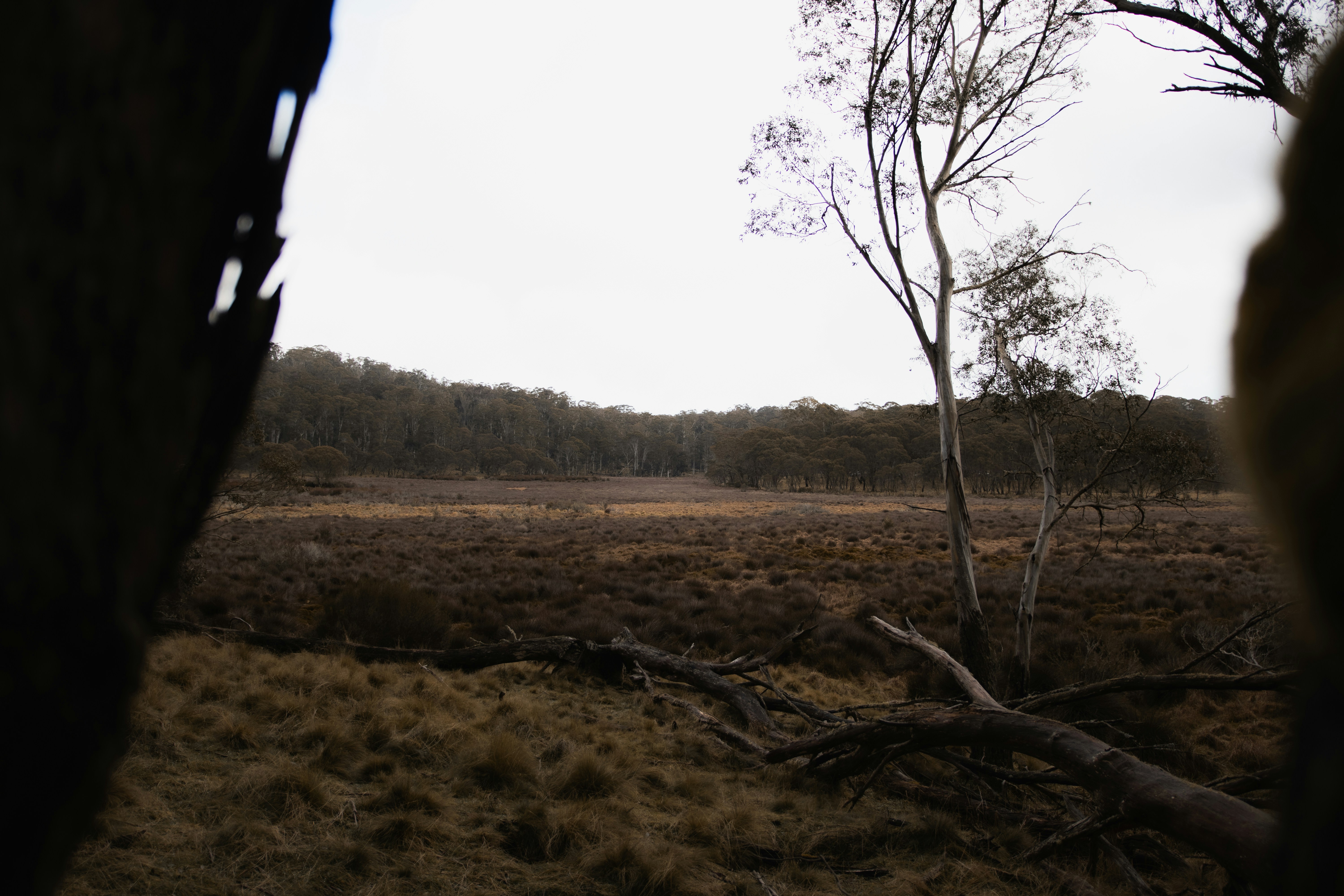 Dry grassy clearing with a fallen tree