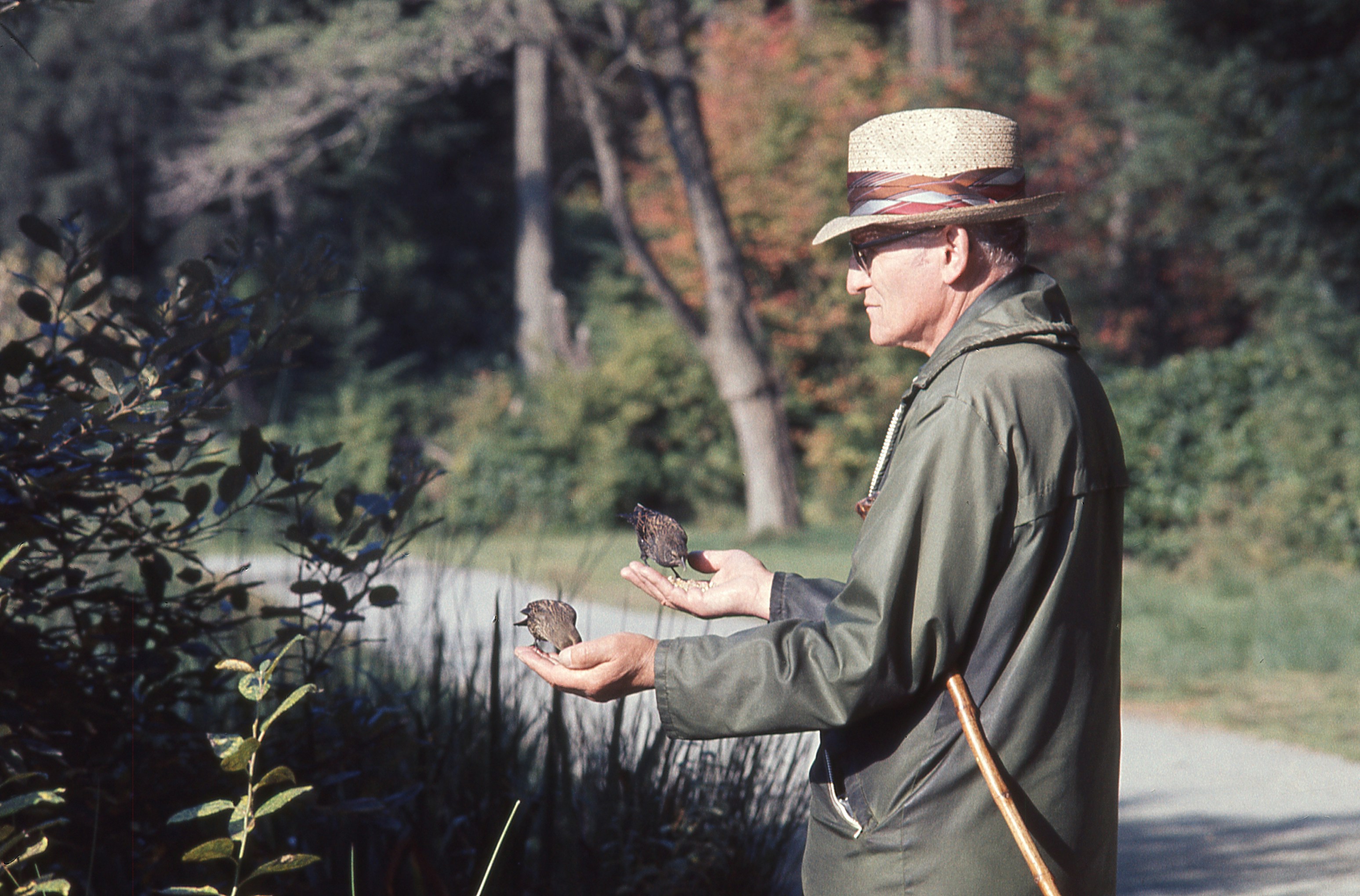 An adult man in a straw hat holding two small birds in his hands