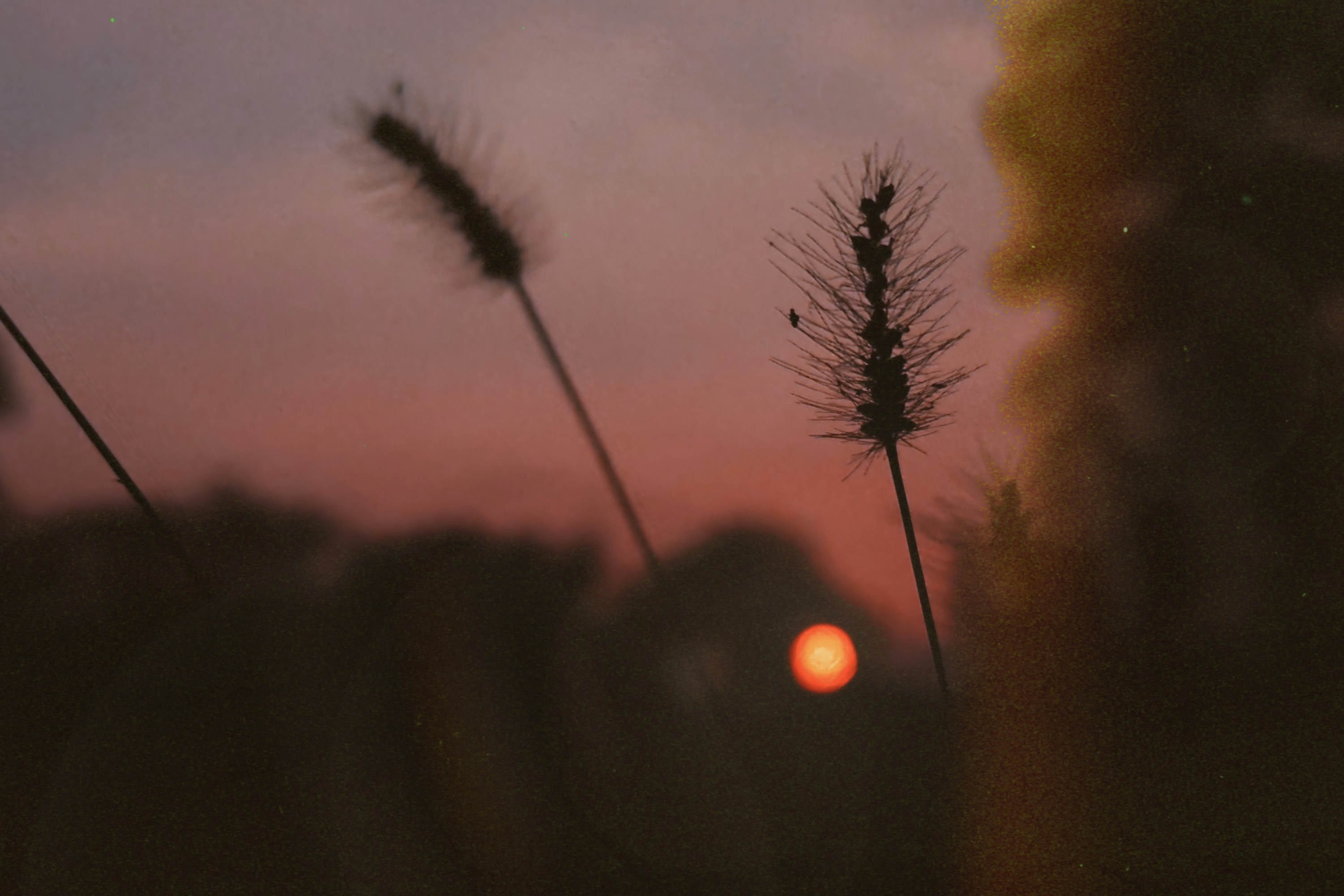 Silhouetted grass stalks against a warm orange sky with a low sun