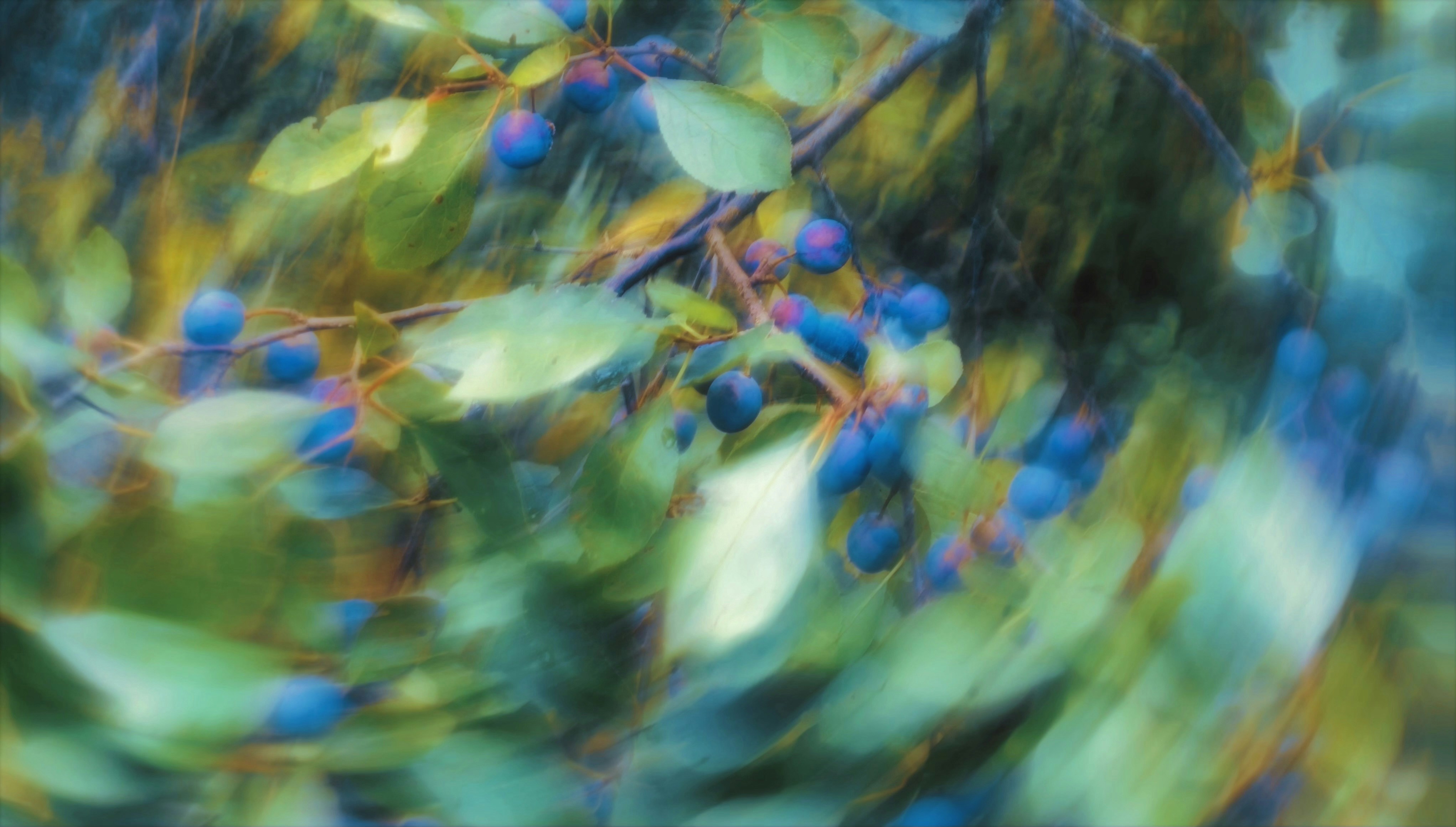 De petites baies bleues sur des branches aux feuilles vertes en un flou de mouvement doux