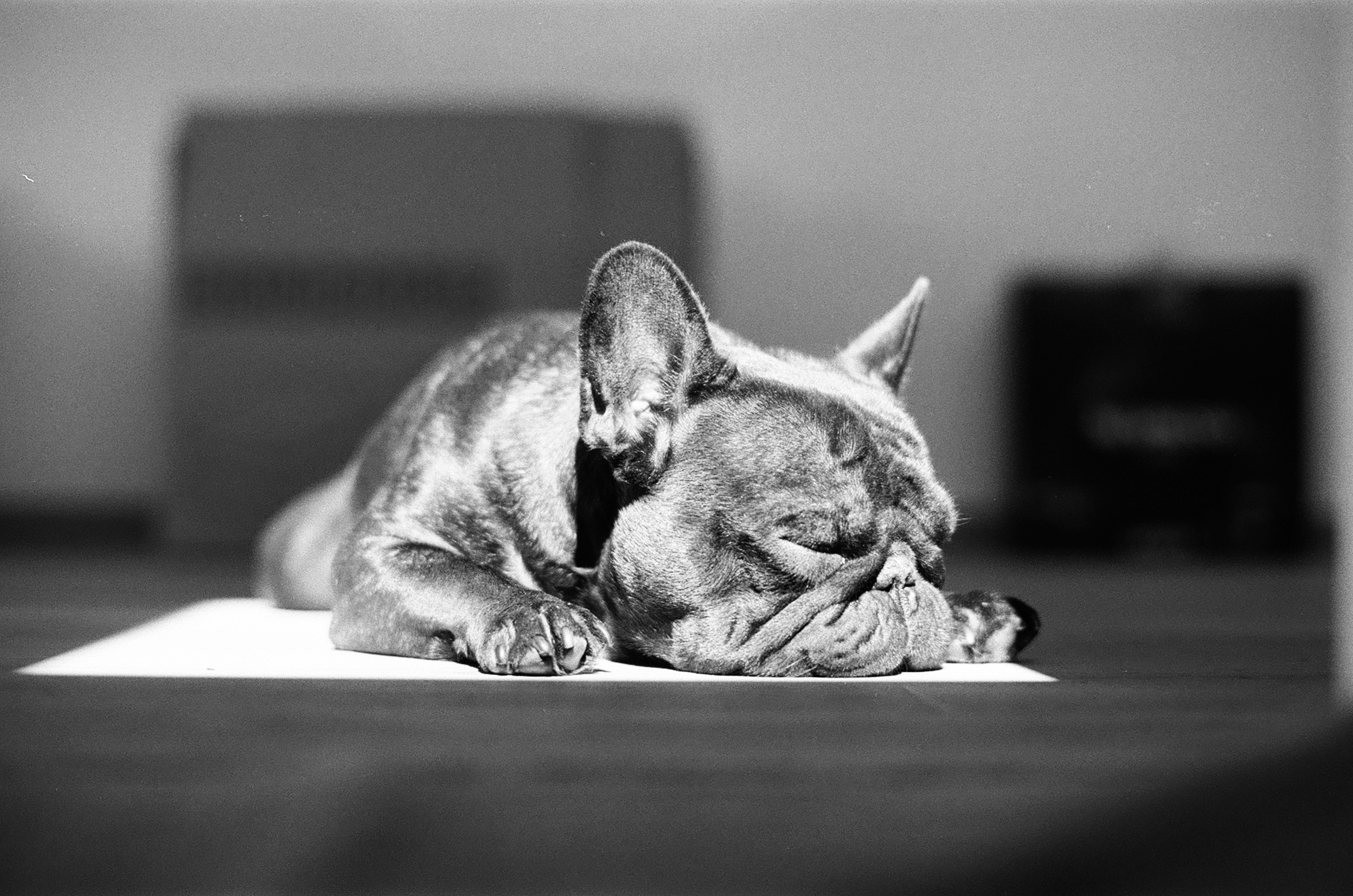 A French bulldog sleeping on a bright patch of light on the floor