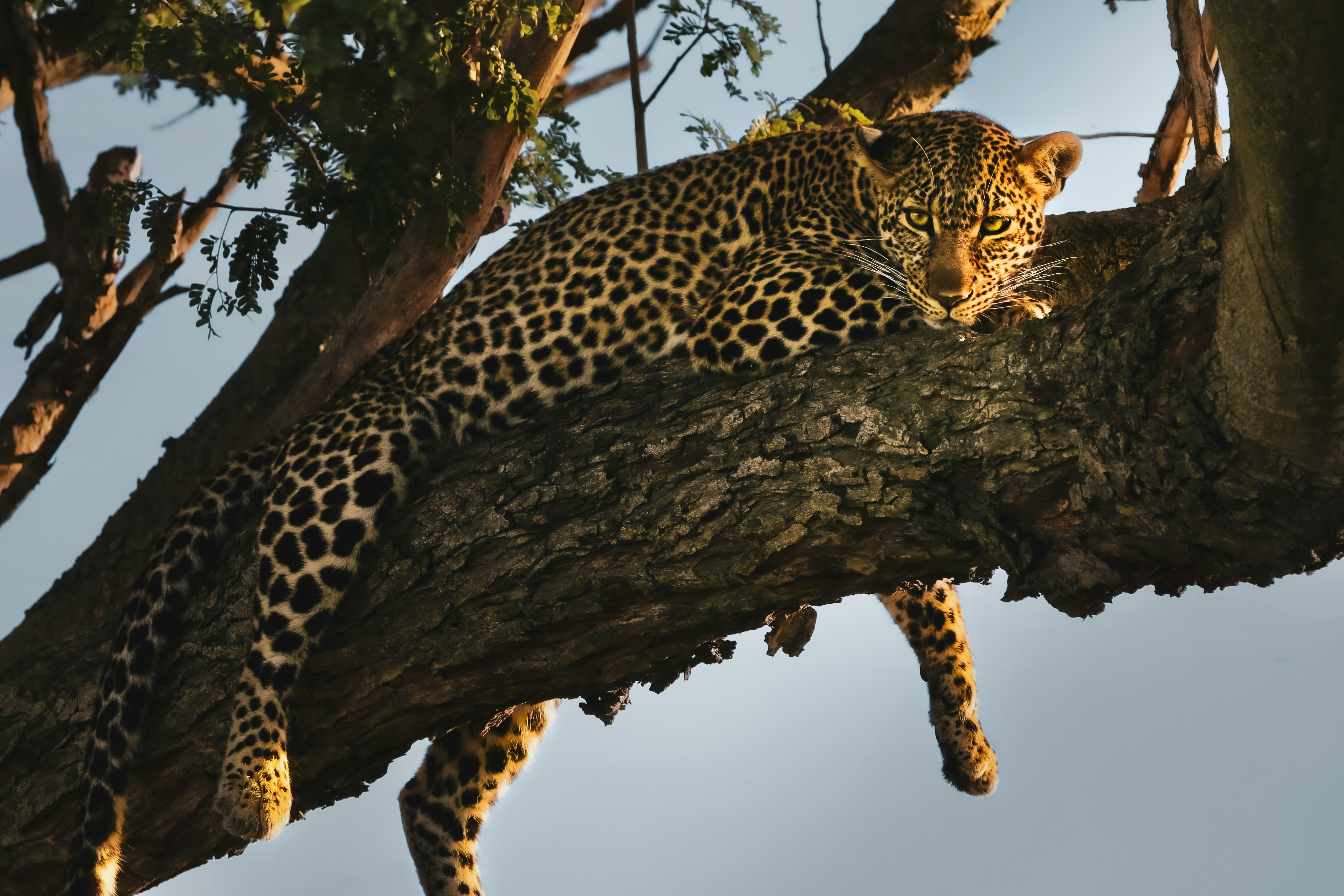 Un léopard reposant sur une grosse branche d’arbre devant un ciel dégagé