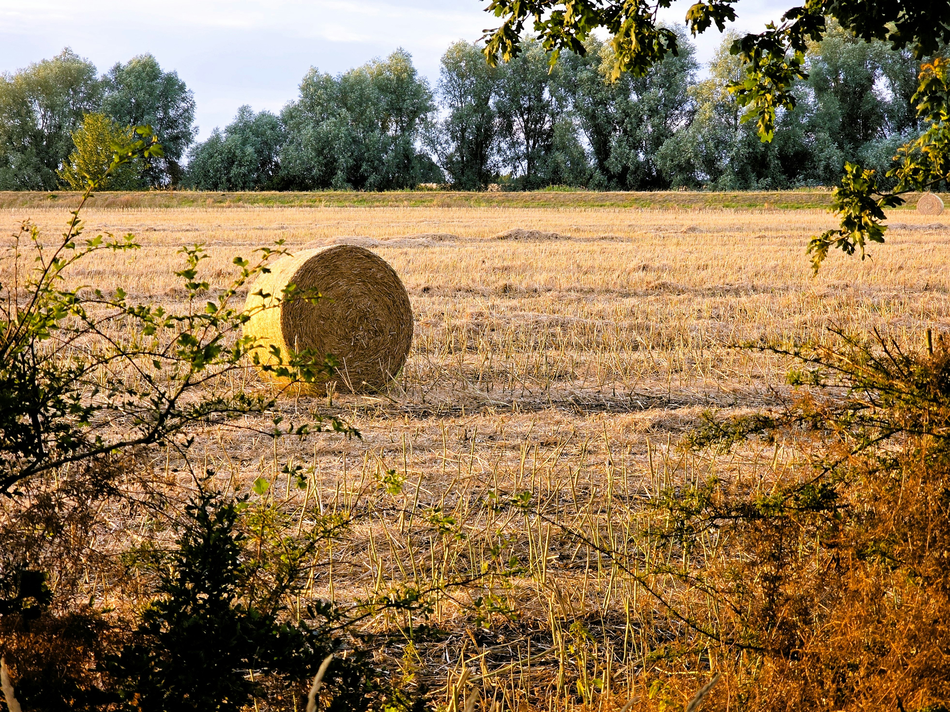 A round hay bale in a harvested field with trees in the distance