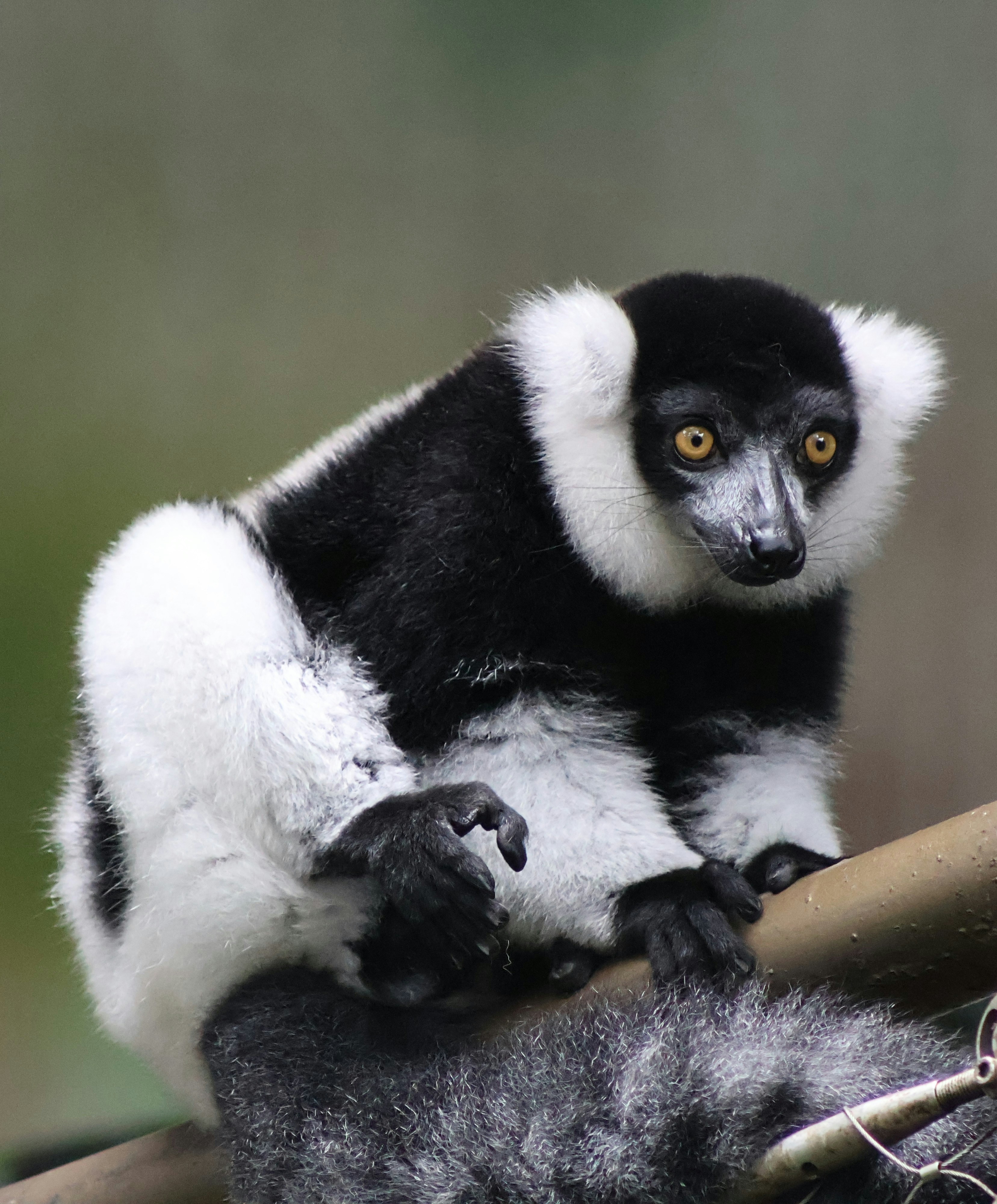 Un lémurien à la poupe noire et blanche, aux yeux orange vif sur une branche
