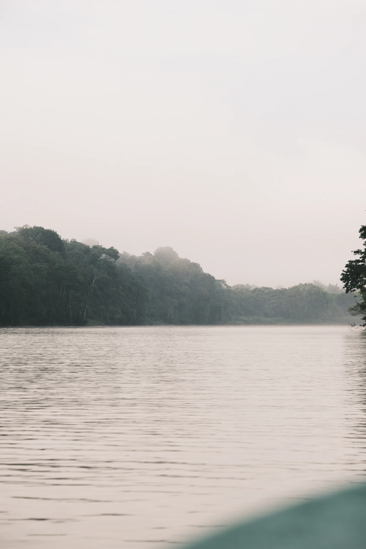 Misty Kinabatangan River rainforest