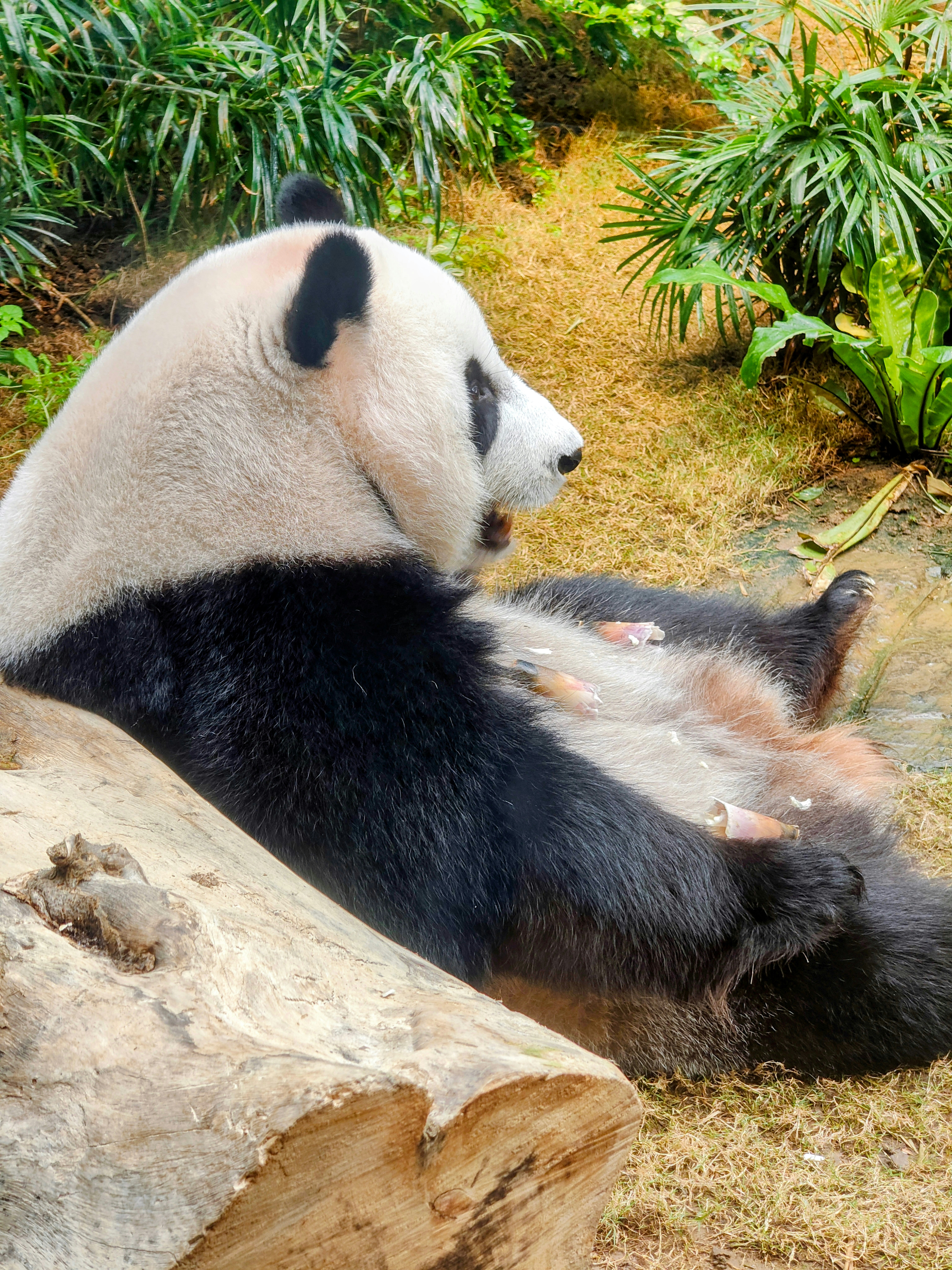 Ein riesiger Panda, der an einem Baumstamm in einem grasbewachsenen Gehege mit Farnen ruht