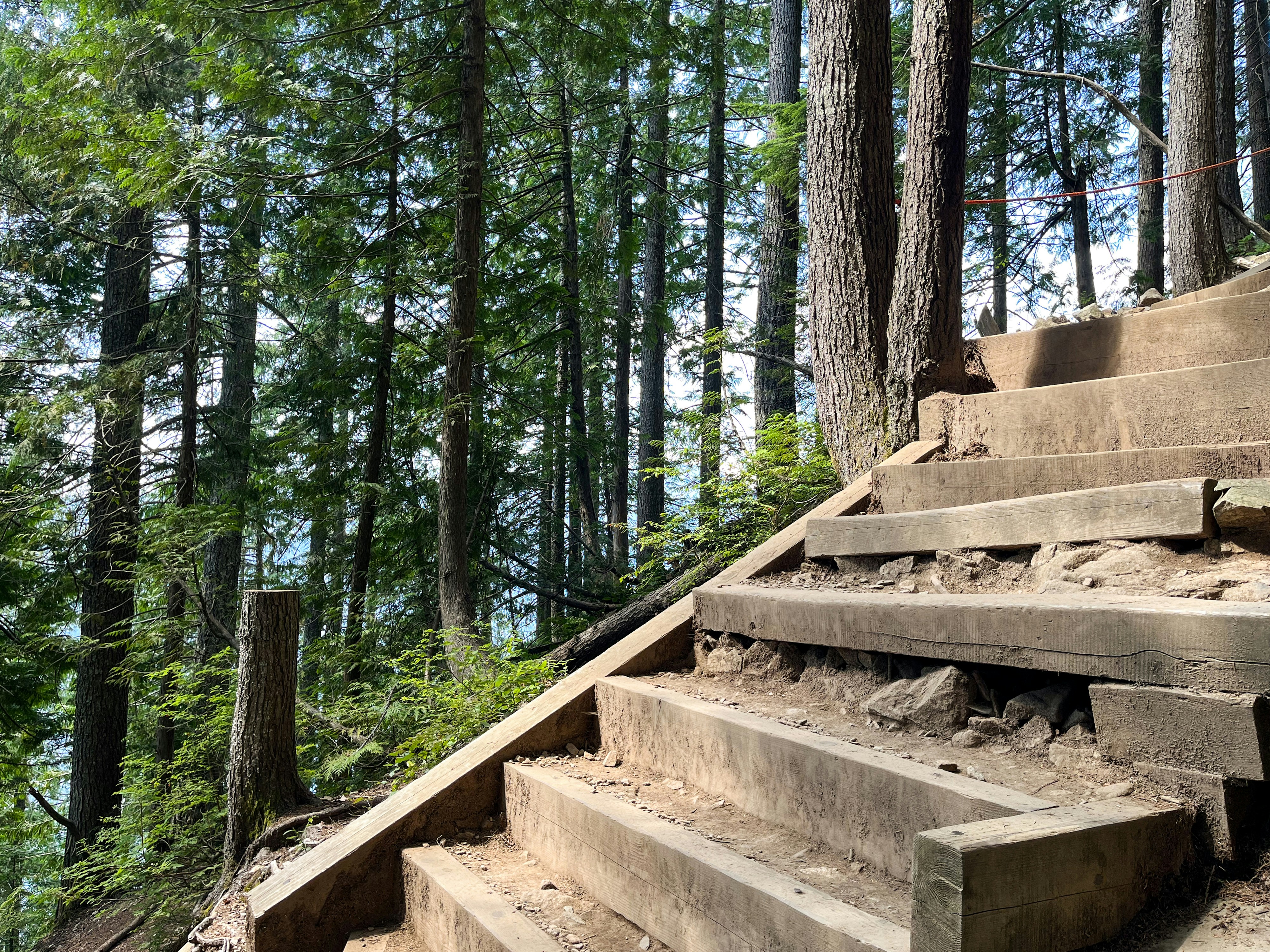 Wooden stairs ascending through a dense forest of tall evergreen trees