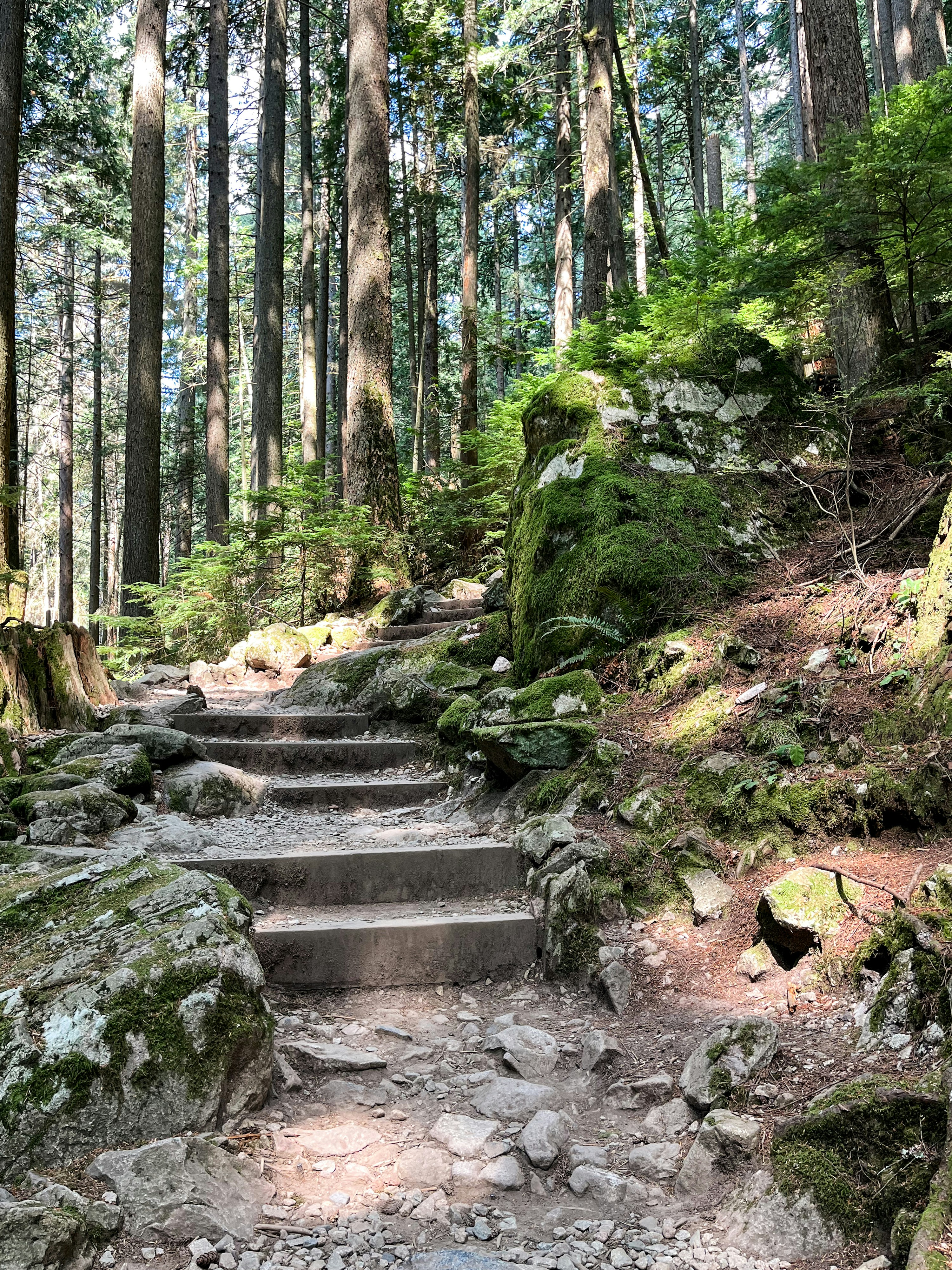 Stone steps on a hiking trail through a dense forest with mossy rocks
